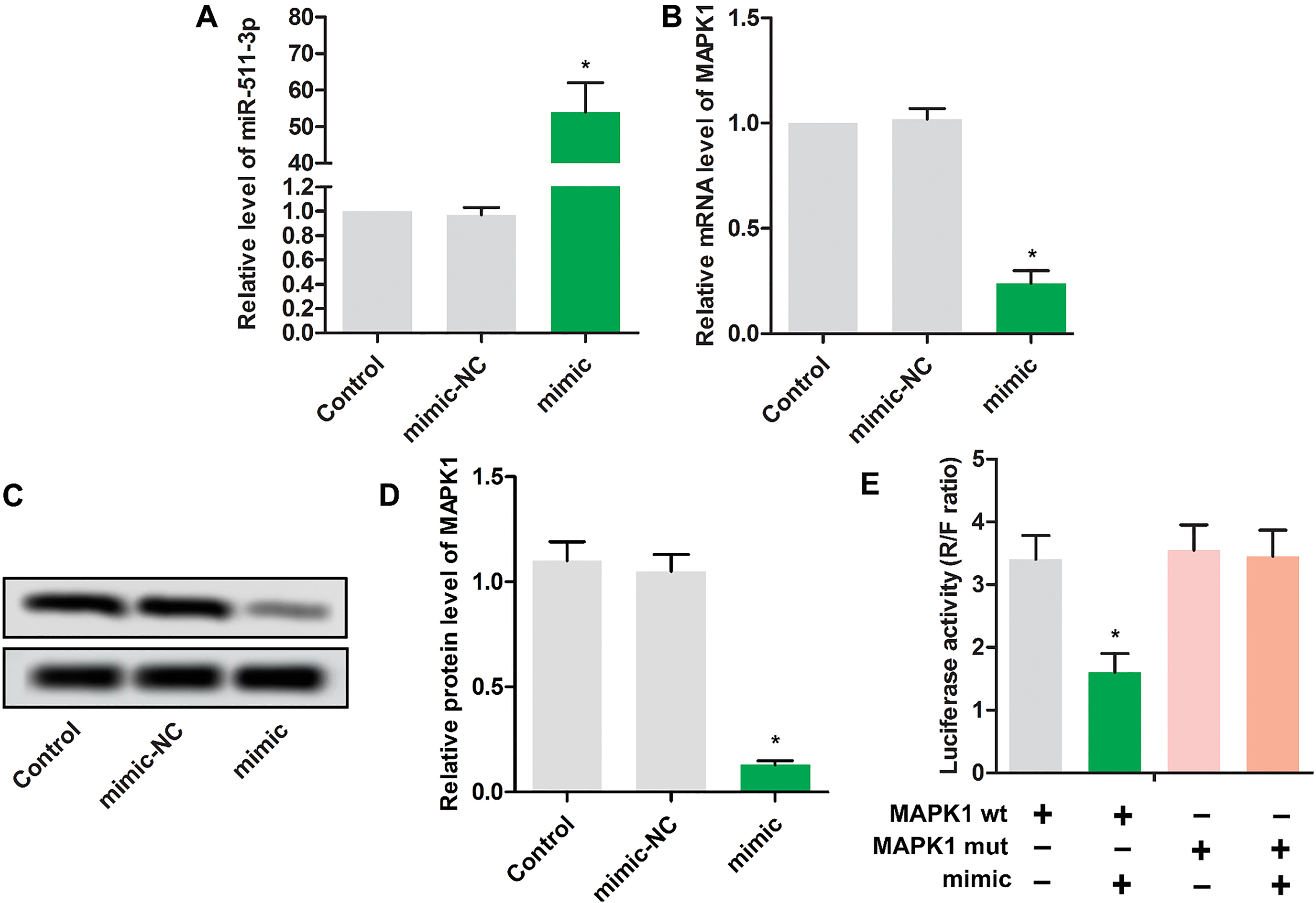 MAPK1 is a target of miR-511. MG63 cells were randomly divided into 3 groups. Control group: normal MG63 cells; mimic NC group: MG63 cells were transfected with scramble mimics; miR-511 mimic group: MG63 cells were transfected with miR-511 mimic; The relative expressions miR-511(A) and MAPK1(B) were detected using RT-PCR in MG63 cells. β-actin was used as internal control. The experiments were repeated at least 3 times, and error bars represent ± SD (P∗< 0.05 versus Control group). (C) The luciferase activity was detected in MG63 cells transfected with mimic control, mimic, miR-511 wt and miR-511 mut. The experiments were repeated at least 3 times, and error bars represent ± SD (P∗< 0.05 versus the other 3 groups). 