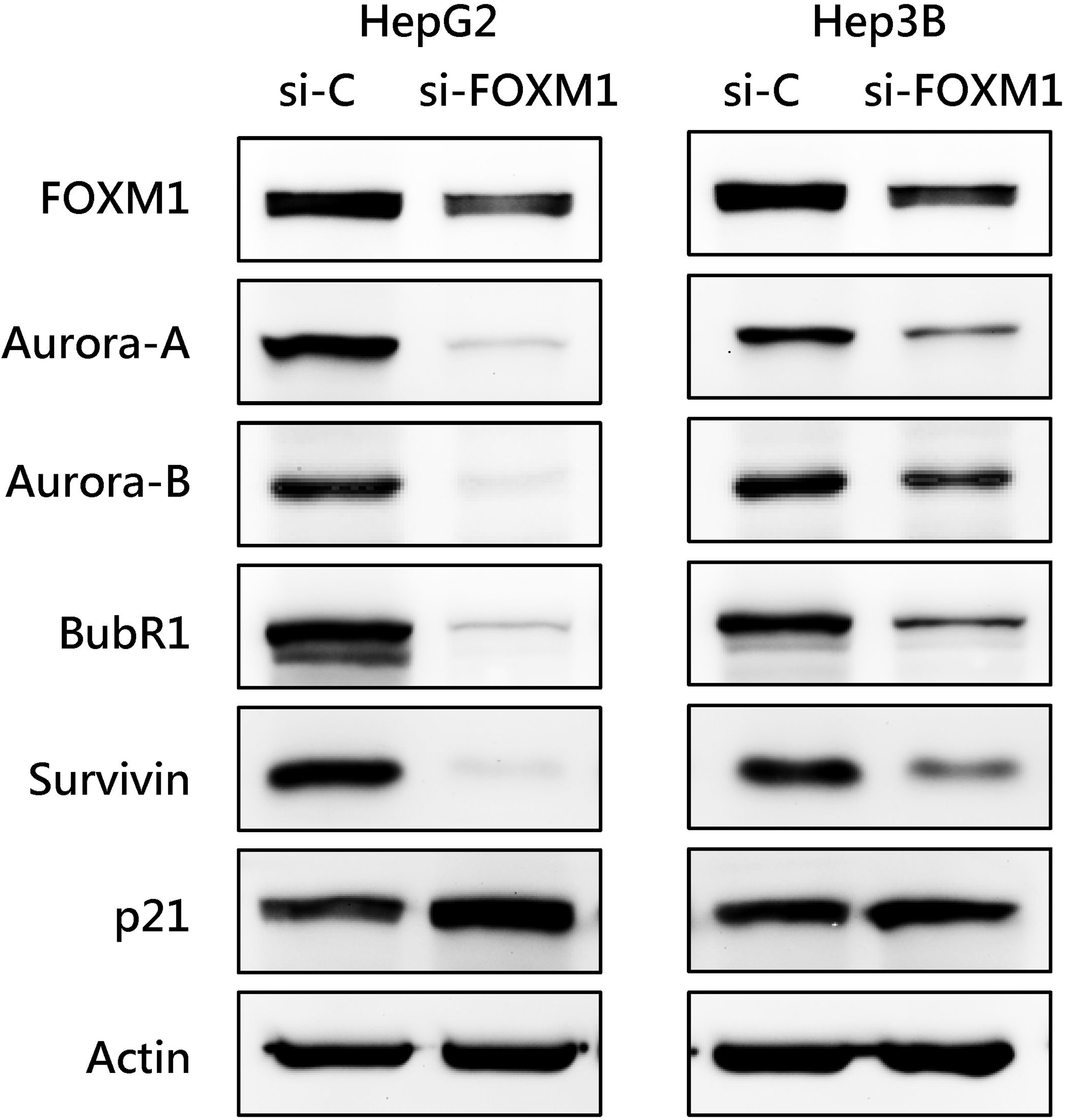Effect of FOXM1 knockdown on the expression of cell cycle-regulating proteins in HCC cells. HepG2 and Hep3B cells were transfected with control siRNA or with FOXM1 siRNA. The expression of the indicated cell cycle-regulating proteins was analyzed by western blotting.