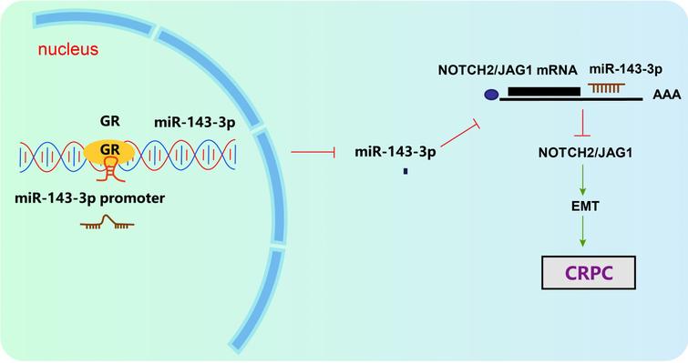 GR was highly expressed in CRPC, while miR-143-3p was poorly expressed in CRPC. JAG1 and NOTCH2 were the target genes of miR-143-3p. GR could potentially elevate the expression of JAG1/NOTCH2 via inhibition of miR-143-3p. Silencing GR inhibited cell proliferation, migration and invasion through up-regulation of miR-143-3p, thereby suppressing EMT and progression of CRPC.
