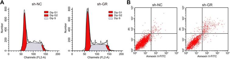 The down-regulation of GR inhibits cell cycle progression and promotes CRPC cell apoptosis. A, Cell cycle distribution analyzed by PI signal staining of flow cytometry. B, Cell apoptosis assessed by Annexin V-FITC/PI dual staining of flow cytometry.