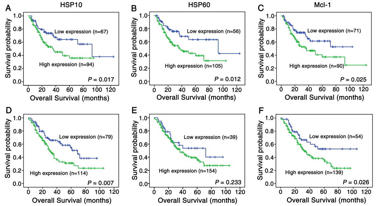 Kaplan-Meier curves for overall survival of lung SCC and ADC patients with expression of HSP10, HSP60 and Mcl-1. (A) Lung SCC patients with high expression of HSP10 showed worse overall survival rates compared to patients with low HSP10 expression (P= 0.017, two sided). (B) Lung SCC patients with high HSP60 expression showed worse overall survival rates compared to patients with low HSP60 expression (P= 0.012, two sided). (C) Lung SCC patients with high Mcl-1 expression had worse overall survival rates than patients with low one (P= 0.025, two sided). (D) Lung ADC patients with high expression of HSP10 had worse overall survival rates than that with low one (P= 0.007, two sided). (E) High expression of HSP60 had not significantly correlation with overall survival rates of lung ADC patients (P> 0.05, two sided). (F) Lung ADC patients with low Mcl-1 expression survived longer than those with high one (P= 0.026, two sided).