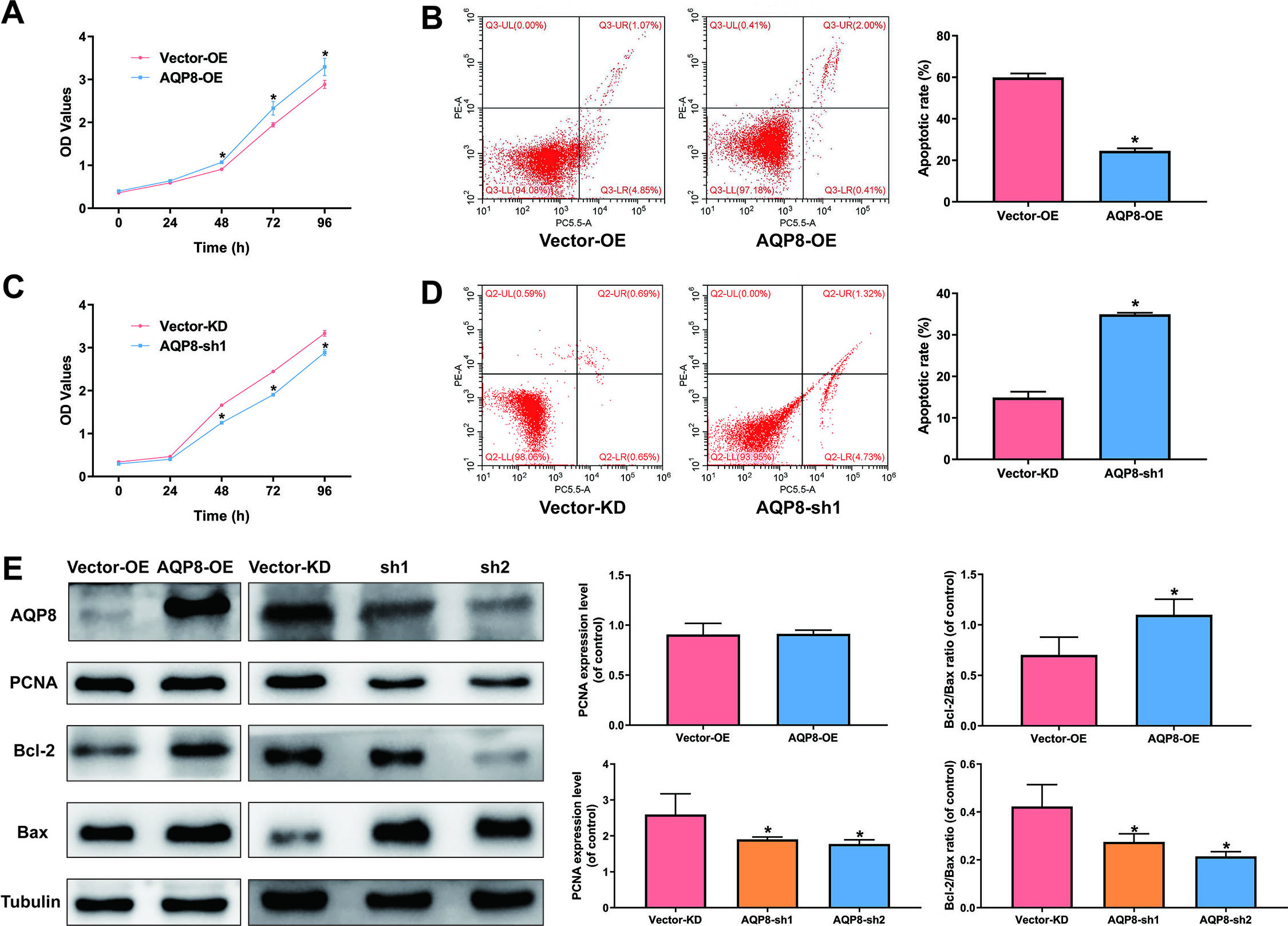 AQP8 increases viability and inhibits apoptosis in SiHa cells. A and C, Cell viability of SiHa cells were determined by CCK-8 assay after AQP8 overexpression or knockdown for 0, 24, 48, 72, and 96 h. B and D, Apoptosis of SiHa cells after AQP8 overexpression or knockdown for 48 h was evaluated by flow cytometry assay. The data were shown as mean ± standard error of each group. Each experiment was performed three times. P*< 0.05 vs vector group. E, Expression of PCNA, Bcl-2, and Bax proteins in SiHa cells after AQP8 overexpression or knockdown were identified by western blot analysis. The data shown were the ratios of the PCNA/Tubulin or Bcl-2/Bax. The data were shown as the means ± standard error of each group. Each experiment was performed three times. P*< 0.05 vs vector group.