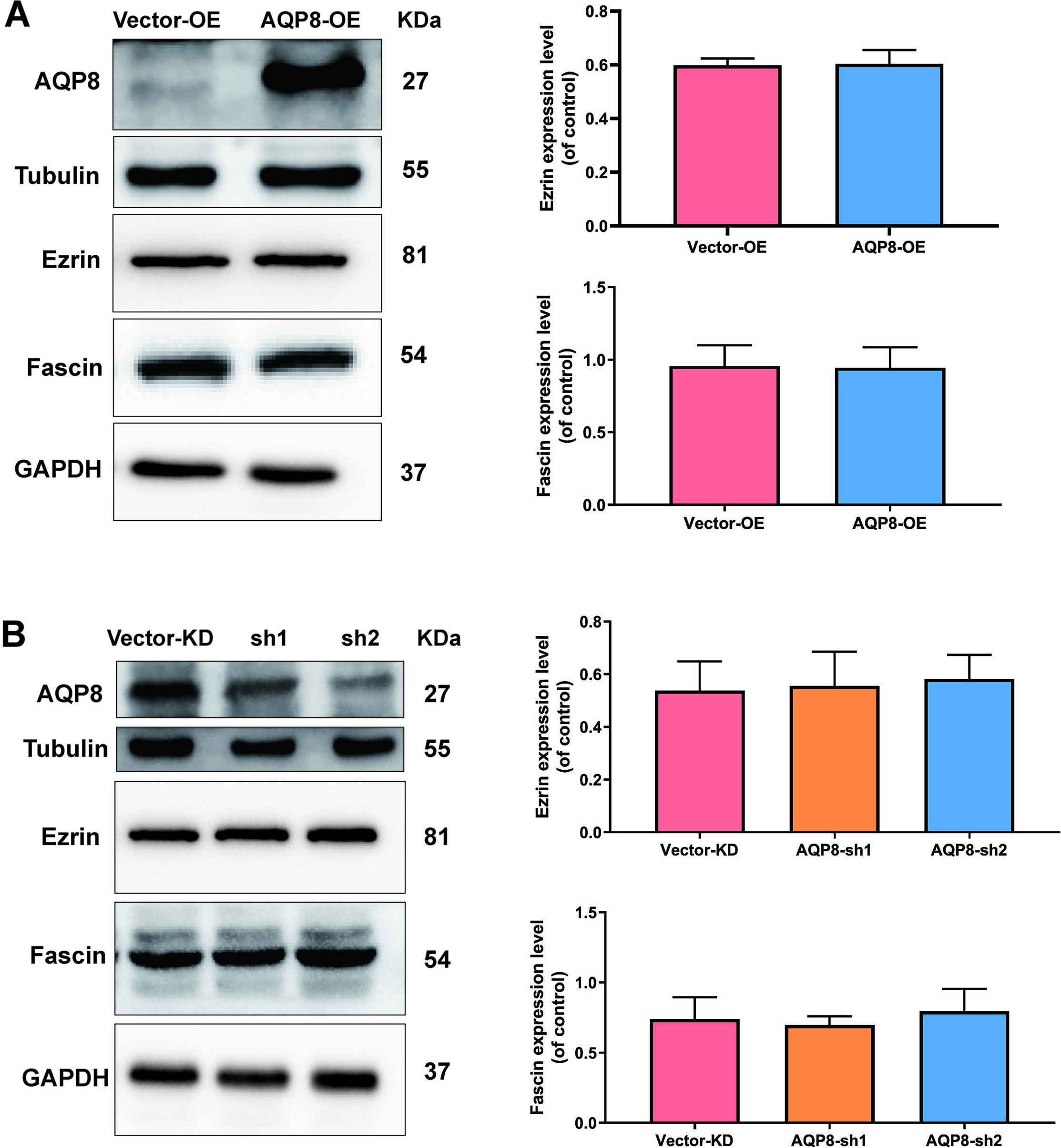AQP8 does not alter the expression level of Ezrin and Fascin proteins in SiHa cells. A, Expression of Ezrin and Fascin in SiHa cells after AQP8 overexpression were identified by western blot analysis. B, Expression of Ezrin and Fascin in SiHa cells after AQP8 knockdown were identified by western blot analysis. The data shown were the ratios of the Ezrin/GAPDH or Fascin/GAPDH. The data were shown as the means ±standard error of each group. Each experiment was performed three times. P*< 0.05 vs vector group.
