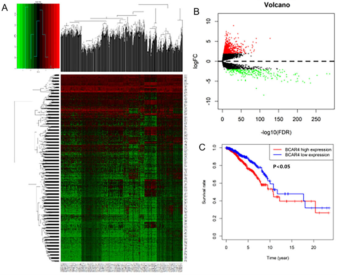 TCGA database analyzes LncRNA that has differences expressed (DE) in breast cancer tissues. A. Heat map of DE-LncRNA. B. Volcano map of DE-LncRNA. C. Survival curve of differential expression of LncRNA BCAR4 in breast cancer: there is a significant difference in survival between the expression level of LncRNA BCAR4, and the survival prognosis of those with high expression is worse (p< 0.05).