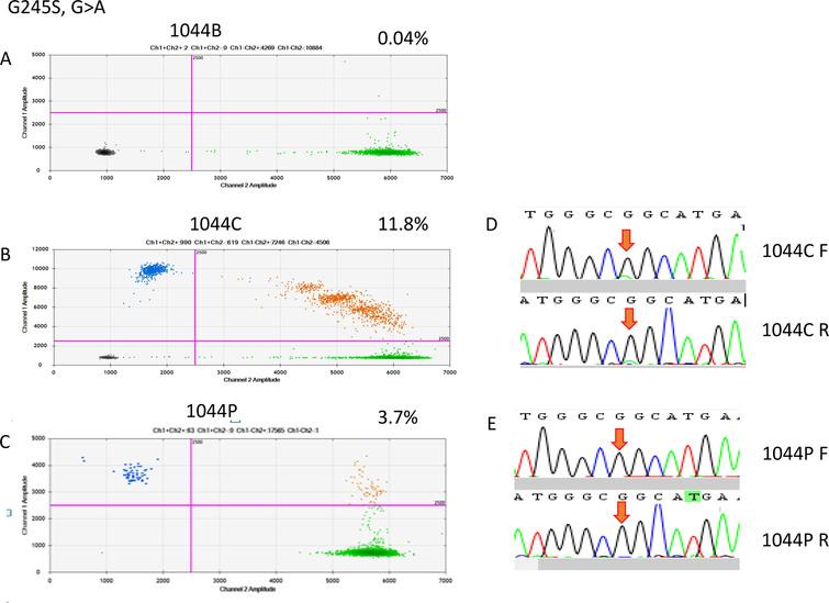 ddRT-PCR results of patient 1044. The two-dimensional plots show the amount of MT-G245S droplets in the analysis. (A) Blood sample, (B) FFPE sample, and (C) cfDNA sample; (D) Sanger sequencing indicated a G-to-A point mutation in the FFPE sample, but it was not detectable in the cfDNA sample.