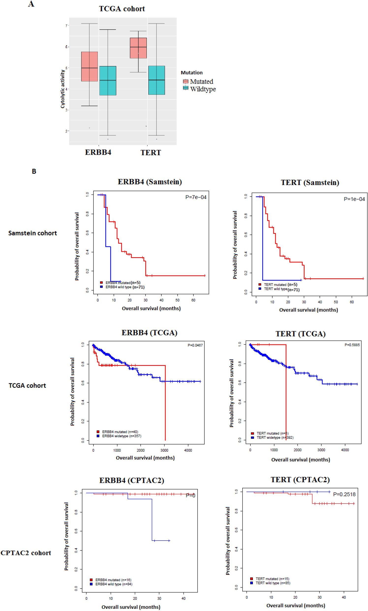 Gene mutations associated with antitumor immune response and better immunotherapy response in COAD. A. The mutations of two genes are consistently associated with the elevated cytolytic activity in TCGA-COAD cohort (Mann-Whitney U test, FDR < 0.05). B. Kaplan-Meier survival curves show that the mutations of the two genes are associated with better overall survival (OS) in the Samstein cohort with anti-PD-1/PD-L1 immunotherapy while they showed no significant correlation with OS in either of TCGA- and CAPTAC2 COAD cohorts not receiving immunotherapy (log-rank test, P< 0.05).