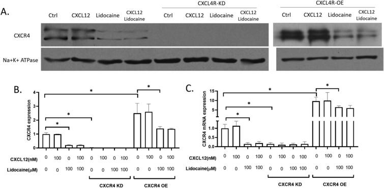 Effect of lidocaine on CXCR4 expression in A549. AB. membrane expression of CXCR4 protein in A549. C. CXCR4 mRNA expression in A549. (Significant differences compared to both control (CXCL12 and lidocaine are 0) are indicated by p*< 0.01, NS = not significant).
