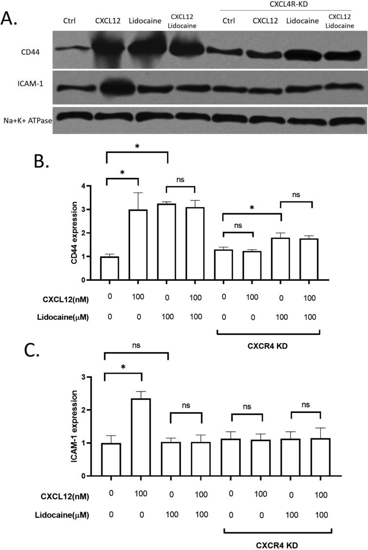 Effect of lidocaine on membrane expression of CD44 and ICAM-1 in A549. A. Representative images of western blotting. B. membrane expression of CD44 protein in A549. C. membrane expression of ICAM-1 protein in A549. (Significant differences are indicated by p*< 0.01, NS = not significant)