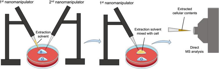 Workflow of the nanomanipulation-coupled mass spectrometry technique. This technique utilizes two nanomanipulators, one for injecting the extraction solvent into a target cell, while the other for breaching the cell membrane before the extraction process to prevent clogging. Afterwards, the extracted cellular contents will be aspirated using the first nanomanipulator for direct MS analysis.