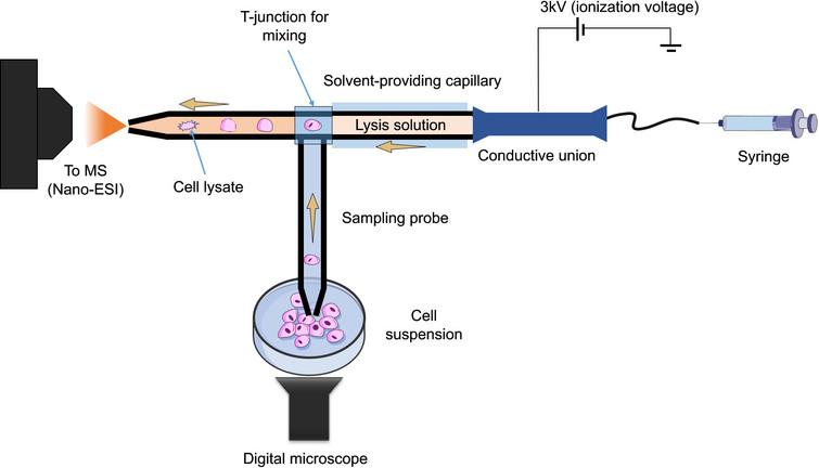 Schematic of the improved T-probe platform. It consists of three components, a sampling probe for sampling a single cell, a lysing solvent-providing capillary and a nano-ESI emitter, all connected with a T-junction.