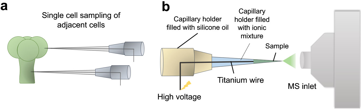 Illustrative diagram showing the working principle of Internal Electrode Capillary Pressure Probe Electrospray Ionization Mass Spectrometry (IEC-PPESI-MS). The tips of the capillaries are directly inserted into the single cells (a) and cell components are electrosprayed by applying a high voltage to the internal electrode (b).