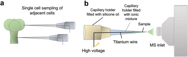 Illustrative diagram showing the working principle of Internal Electrode Capillary Pressure Probe Electrospray Ionization Mass Spectrometry (IEC-PPESI-MS). The tips of the capillaries are directly inserted into the single cells (a) and cell components are electrosprayed by applying a high voltage to the internal electrode (b).
