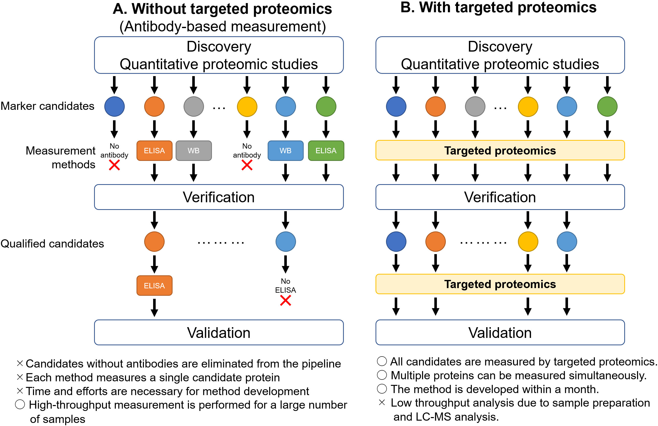 Acceleration of verification and validation phases by targeted proteomics. A. Without targeted proteomics, the candidate proteins identified by proteomic studies need to be quantified by antibody-based measurements, such as ELISA or western blot, in the verification phase. The proteins, for which antibodies are not available, are dropped out from the pipeline. The proteins approved during verification move on to the validation phase. Specific antibodies can be used in some proteins for western blot, but not for ELISA. In such cases, the proteins are eliminated from the pipeline. B. By utilizing targeted proteomics, the candidate proteins can be quantified simultaneously. The proteins qualified in the verification phase can also be measured by targeted proteomics in the validation phase. ELISA, enzyme-linked immunosorbent assay; WB, western blot.