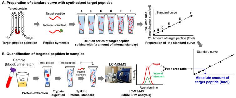 Procedure of absolute quantification of proteins by targeted proteomics. A. Preparation of standard curve. After selecting the target peptide, the unlabeled- and stable isotope-labeled peptides are synthesized. The dilution series of target peptides are prepared, and fixed amount of internal standard is spiked in each standard peptide sample. Using LC-MS/MS, the standard curve of target peptide amounts against peak area ratio is produced. B. Quantification of target peptide. After trypsin digestion, the internal standard peptide at fixed amount is spiked in the digested samples. After LC-MS/MS analysis, the amount of target peptide was determined from peak area ratio using a standard curve.