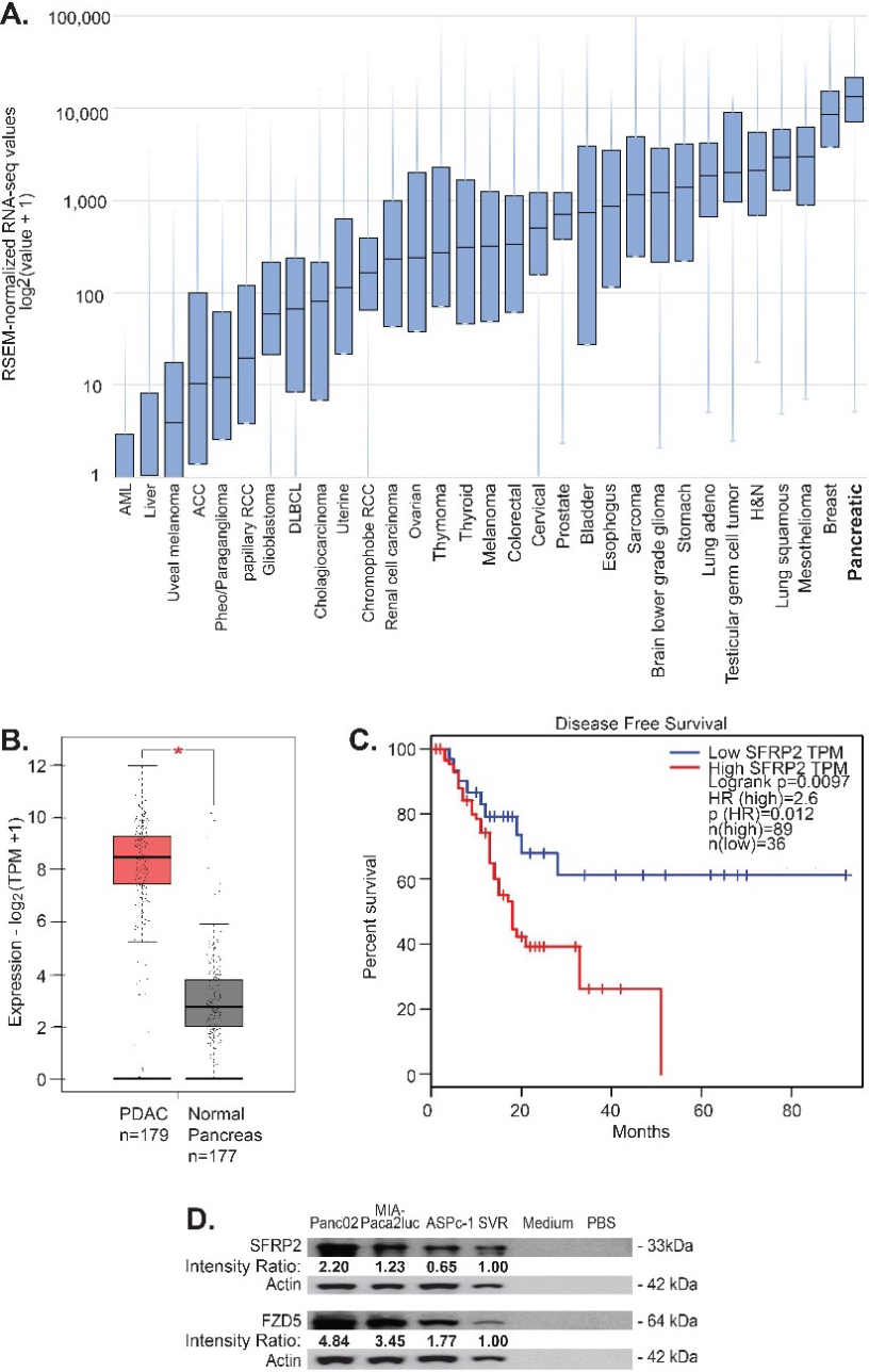 SFRP2 mRNA expression is increased in pancreatic cancer. (A) SFRP2 mRNA levels were compared between 32 cancer types in the TCGA database. Pancreatic cancer had the highest SFRP2 median expression levels. (B) The online interactive tool GEPIA was used to compare SFRP2 mRNA levels between pancreatic cancer samples (n= 179) from the RNAseq TCGA database, and normal pancreas samples (n= 177) from the RNAseq GTex database. SFRP2 mRNA levels were significantly higher in pancreatic adenocarcinoma samples, compared to normal pancreas samples (*p< 0.01). (C) GEPIA was used to compare disease-free survival between patients with high SFRP2 mRNA levels (n= 89), and low SFRP2 RNA levels (n= 36) using the Kaplan-Meier method. High SFRP2 expression was associated with significantly worse disease-free survival (hazard ratio = 2.6; p= 0.0097). HR: Hazard ratio. (D)SFRP2 and FZD5 protein levels were measured by western blot on lysates from pancreatic cancer cell lines (AsPC-1, MIA-PaCa2, and Panc02-luc) and compared to a known positive control, SVR (angiosarcoma cells), and negative controls (PBS and media). Band densities (average intensity x band surface) were normalized to the loading control to eliminate inter-sample variability to obtain the Intensity Ration. Results were normalized to the positive control, SVR.