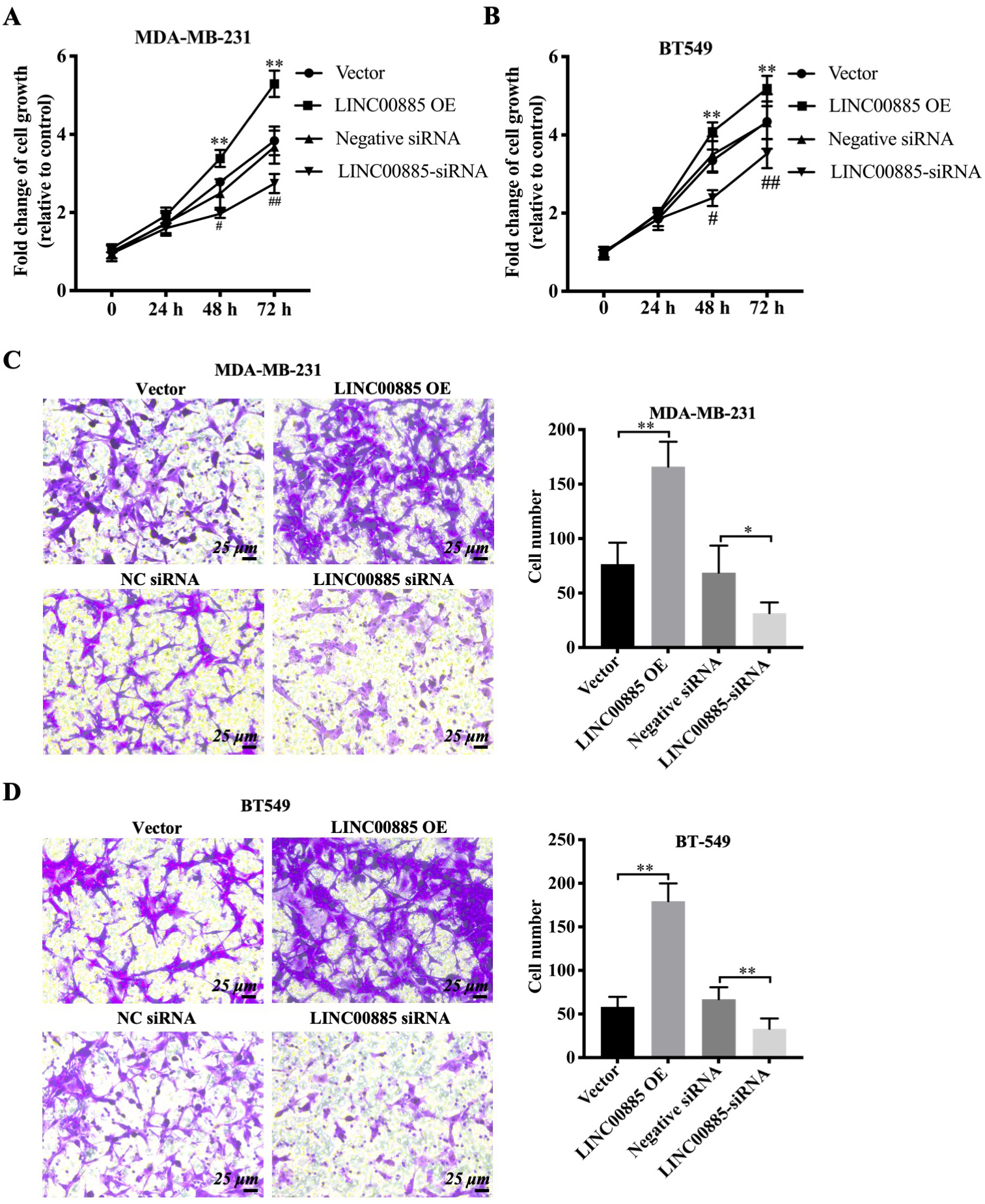 Effect of LINC00885 on the migration of triple-negative breast cancer cells. The plasmid overexpressing LINC00885, LINC00885 siRNA and the corresponding control vector/NC-siRNA were injected into BT549 and MDA-MB-231 cells. MDA-MB-231 (A) and BT549 cell (B) viabilities are determined using the Cell Counting Kit-8 assay. Transwell assay for pcDNA3.1-LINC00885 and siRNA-LINC00885 (C) MDA-MB-231 and (D) BT549 cells. Relative quantification of migrated cells is shown in the right panel (scale bar, 25 μm). **P< 0.01, pcDNA3.1-LINC00885 or siRNA-LINC00885 vs. pcDNA3.1 or NC-siRNA. NC, negative control; pcDNA3.1, plasmid NC; si-RNA, small interfering RNA; pcDNA3.1-LINC00885, LINC00885-overexpression plasmid; siRNA-LINC00885, siRNA targeting LINC00885.