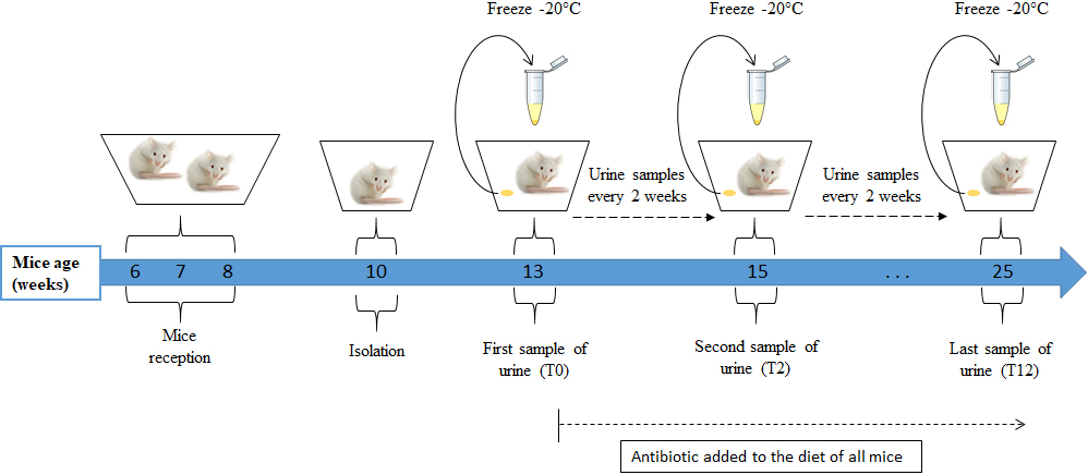 Urine collection protocol. Mice were fed a diet containing doxycycline for 12 weeks starting from age 13 weeks; urine samples were collected every two weeks in Eppendorf tubes and kept at -20∘C. All mice were euthanized at age 25 weeks for tumour screening.