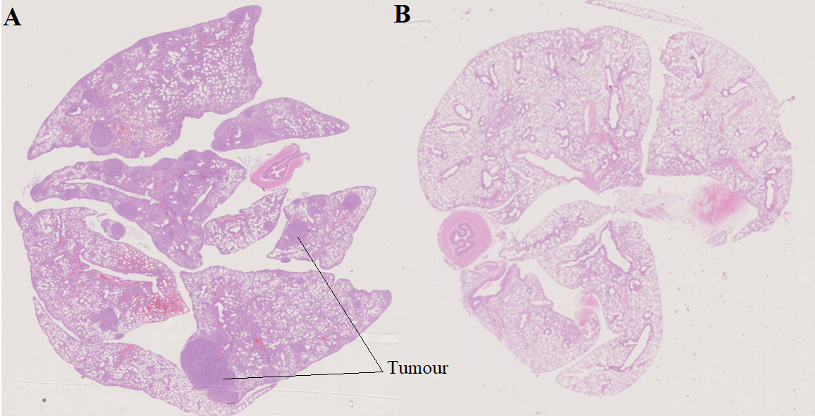 Formalin-fixed paraffin embedded lung sections with hematoxylin-eosin staining after 12 weeks of doxycycline treatment. A) cancerous mouse (CC); B) healthy mouse (NC).