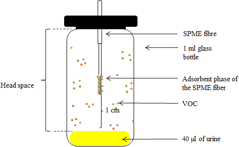 Schematic representation of the device used for sampling VOCs present in 40 μl of mouse urine and in water (control) using the solid phase microextraction (SPME) method.