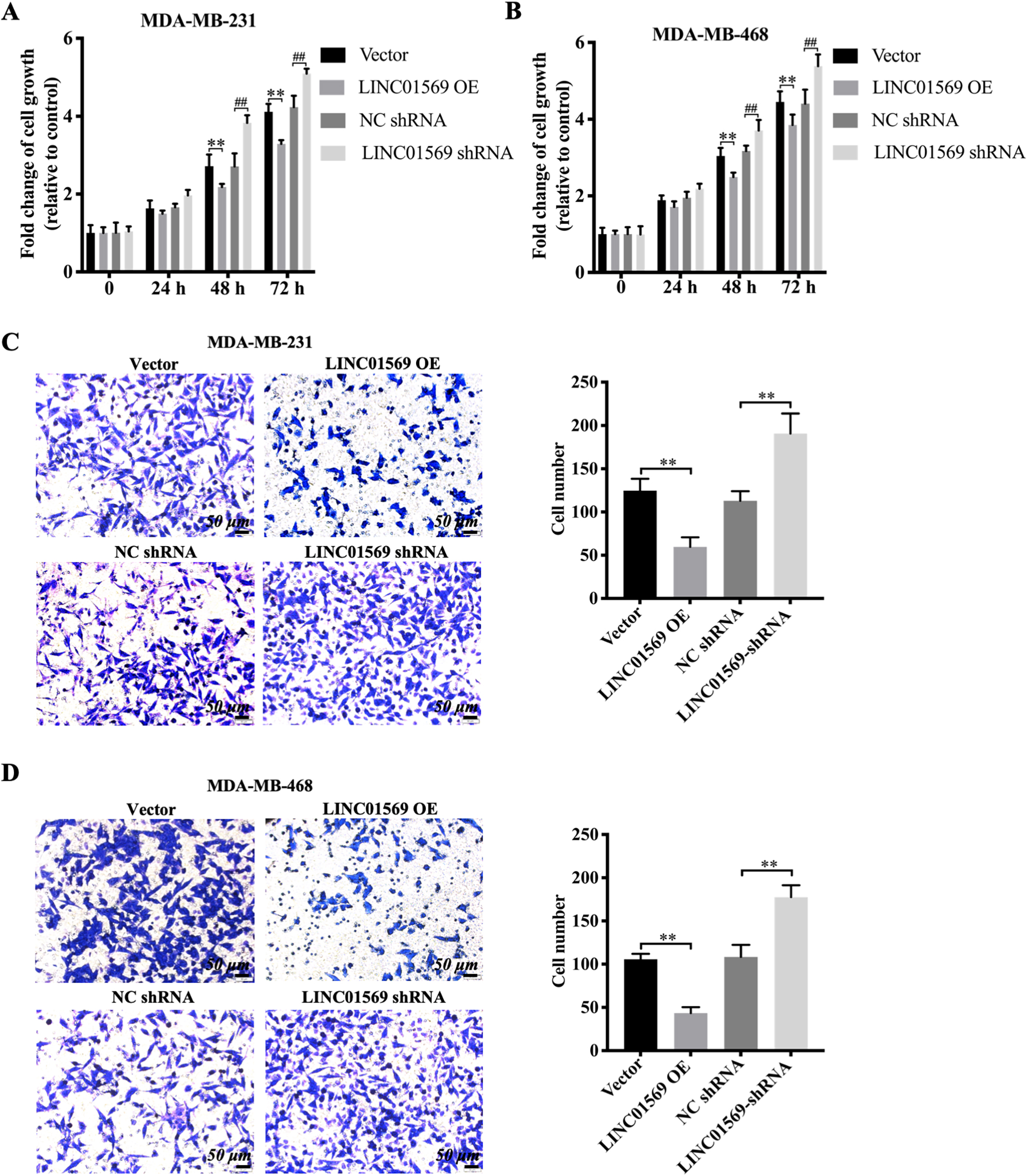 The Influence of LINC01569 on the viability and migration of TNBC cells. Transfection of MDA-MB-231 and MDA-MB-468 cells with overexpression plasmid (LINC01569 OE), siRNA targeting LINC01569 (LINC01569 siRNA), and the corresponding control vector/negative siRNA. (A–B) MDA-MB-231 (A) and MDA-MB-468 (B) cells were cultured for 0, 24, 48, and 72 h. Cell growth was measured using CCK-8. ** Indicated vector vs. LINC01569 OE. ## Indicated NC siRNA vs. LINC01569 siRNA. (C–D) Migration capability of MDA-MB-231 (C) and MDA-MB-468 cells (D) were transferred using transwell assay. Relative quantitation of migration cells, as illustrated in the right panel. ** Indicated LINC01569-overexpressed or LINC01569 siRNA vs. vector or NC siRNA. NC, negative control. Scale bar: 50 μm.