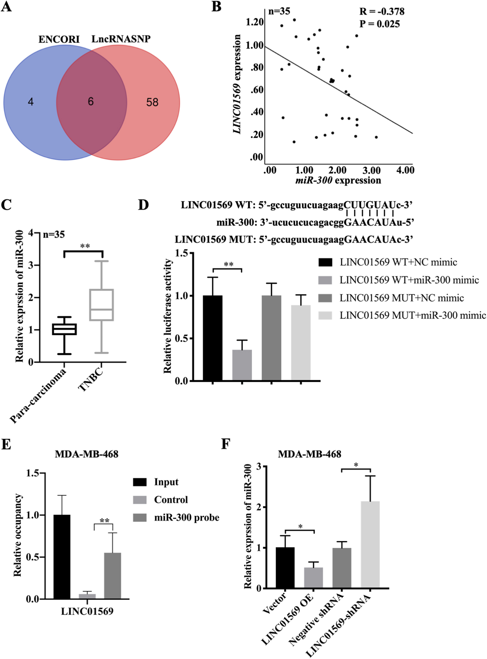 Association of LINC01569 and miR-300. (A) Potential downstream target microRNAs were analyzed by combining ENCORI and LncRNASNP online databases. (B) Relative expression of LINC01569 and miR-300 in TNBC tissues (n= 35) as determined using qRT-PCR. Then, SPSS was used to analyze the relationship of LINC01569 expression with miR-300 in TNBC samples. (C) Relative expression of miR-300 in samples of TNBC (n= 35) and paracancerous tissues using qRT-PCR. (D) Using the ENCORI Starbase, the binding sequence of LINC01569 and miR-300 was obtained. Luciferase activity was measured using the respective kits after transfection with LINC01569 WT and LINC01569 mut in the presence of an NC mimic or a miR-300 mimic. ** Indicated the LINC01569 WT transfected cells and the miR-300 mimic vs. LINC01569 WT and NC mimic. WT, wild-type; Mut, mutation. (E) Cell lysates were incubated with biotin-labeled miR-300 probes or control probes. The binding ability of LINC01569 and miR-300 to RNA binding complexes was then validated using qRT-PCR. (F) MDA-MB-468 was transfected with LINC01569 overexpression plasmid, siRNA, and the corresponding control vector/negative siRNA. The expression of miR-300 was measured using qRT-PCR in MDA-MB-468. U6 was served as the internal control for RT-PCR of microRNA. * Indicated the comparison of vector vs. LINC01569 OE or siRNA vs. LINC01569-siRNA. Data are shown as mean ± standard deviation. Detection was performed at least three times. * P < 0.05, **P < 0.01.