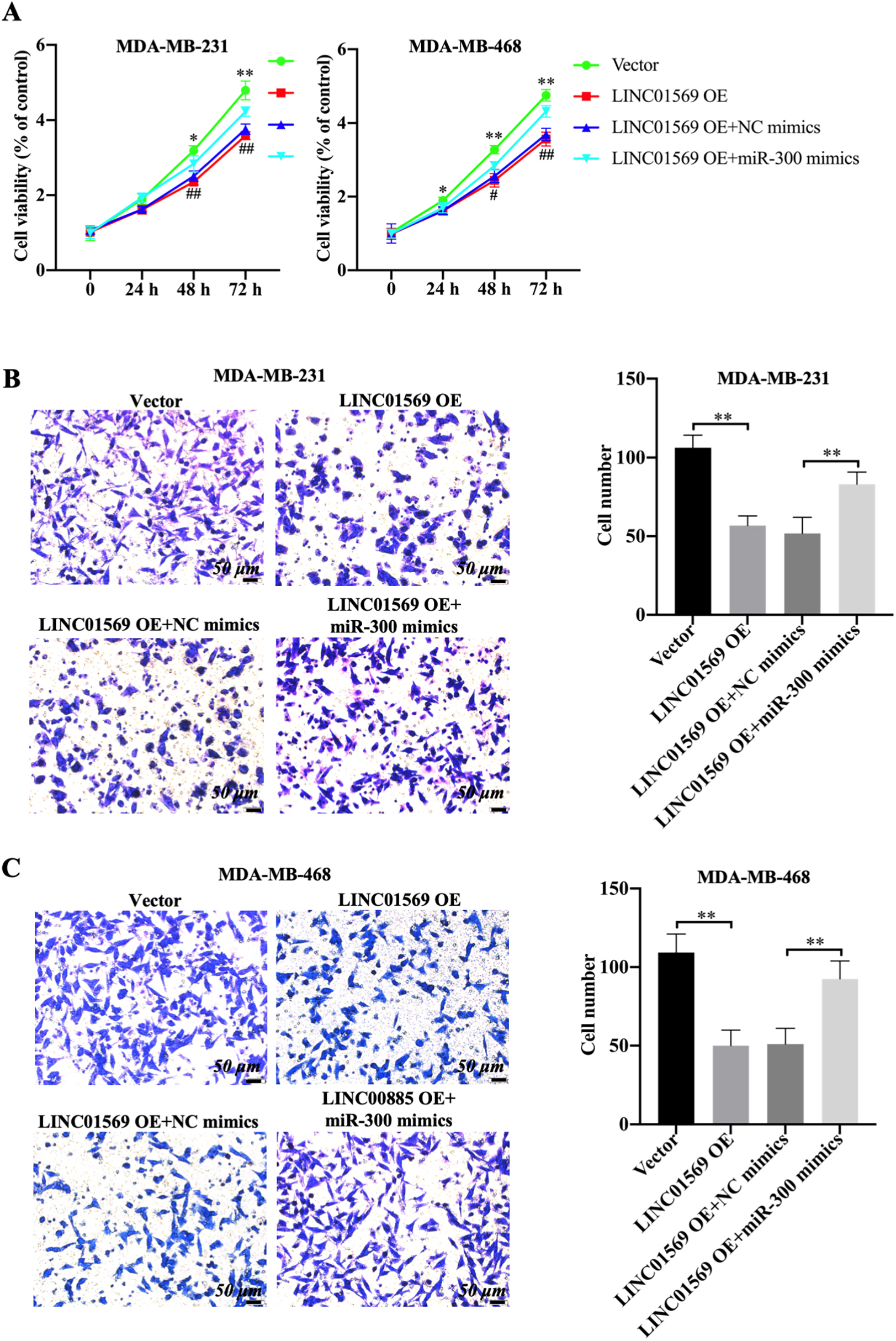 Effect of miR-300 on the migration of TNBC cells mediated by LINC01569 overexpression. MDA-MB-231 and MDA-MB-468 cells were transfected with vector, LINC01569 OE or LINC01569 OE plus NC mimics, LINC01569 OE plus miR-300 mimics. (A) After transfection, cell viability was determined using CCK8 assay at 0, 24, 48, and 72 h. (B–C) Transwell assay was used to determine the migration ability of MDA-MB-231 (B) and MDA-MB-468 (C) cells. Relative quantitative analysis of migrating cells, as illustrated in the right panel. Scale: 50 μm.