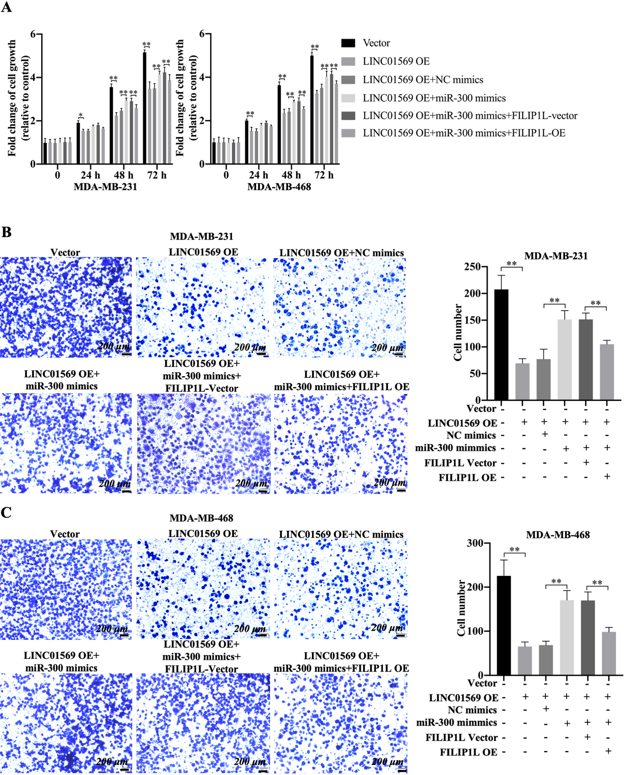 Effects of LINC01569/miR-300/FILIP1L axis in cell viability and migration of TNBC cells. MDA-MB-231 and MDA-MB-468 cells were transfected with vector, LINC01569 OE, LINC01569 OE plus NC mimics, LINC01569 OE plus miR-300 mimics, the combination of LINC01569 OE, miR-300 mimics plus FILIP1L vector, and the combination of LINC01569 OE, miR-300 mimics plus FILIP1L-OE. (A) CCK-8 assays were performed to evaluate the cell viability for 0, 24, 48, and 72 h. ** Indicated LINC01569-overexpression or LINC01569-overexpression with miR-300 mimics or LINC01569-overexpression and miR-300 mimics with FILIP1L-overexperssion vs. Vector or LINC01569-overexpression with NC mimics or LINC01569-overexpression and miR-300 mimics with NC-overexpression. Transwell assay was used to determine the migration ability of MDA-MB-231 (B) and MDA-MB-468 cells (C). The relative quantitation of the migrating cells is shown in the right panel. Scale: 200 μm. 