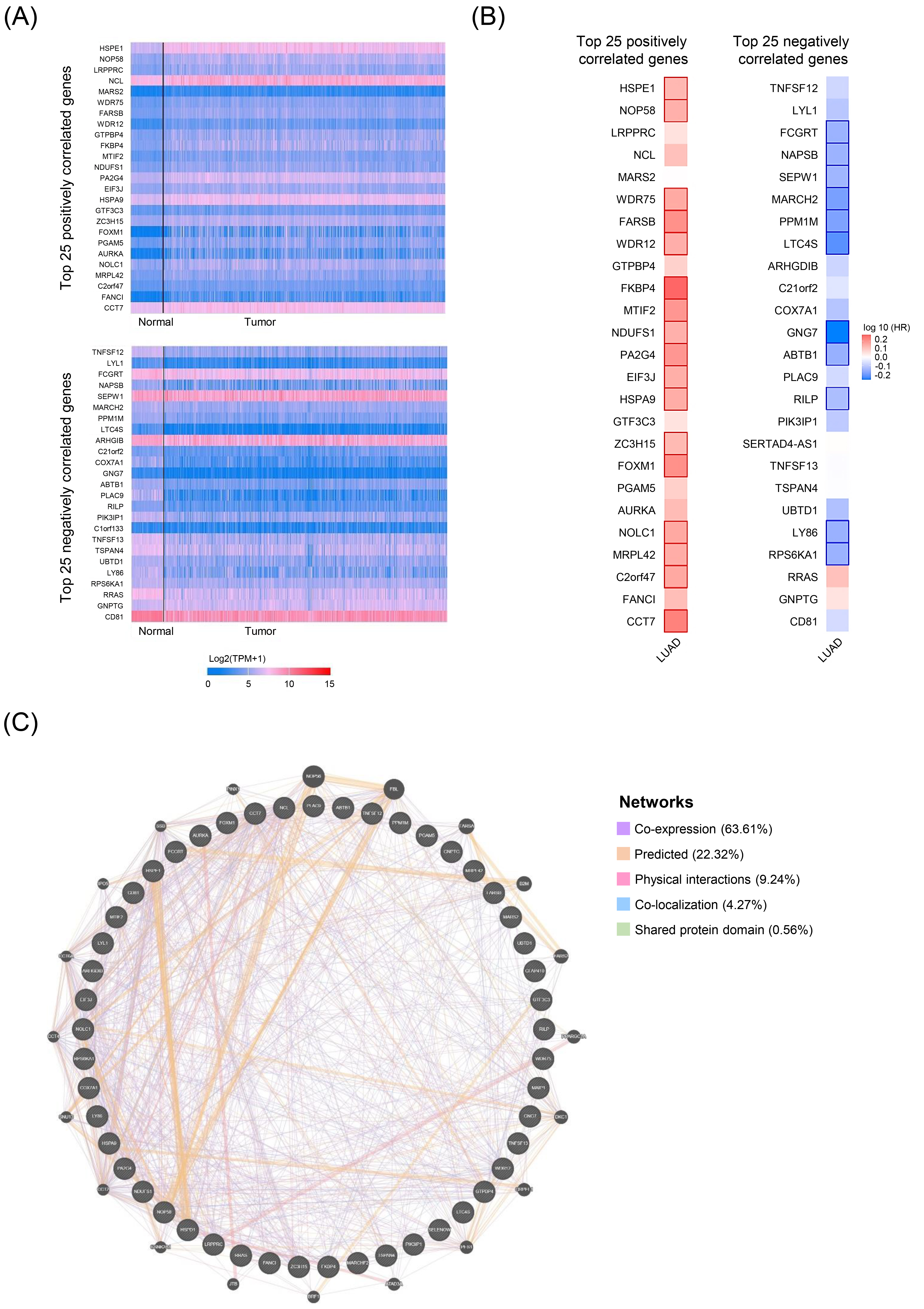 HSPD1-correlated genes in LUAD and their interaction network. (A) Expression heatmaps of top 25 genes that are positively and negatively correlated with HSPD1 in normal and LUAD tissues visualized by UALCAN. (B) Survival heatmaps of HSPD1-correlated genes in LUAD created by GEPIA2. Heatmaps show hazard ratio for different genes in overall survival of LUAD patients. Framed blocks represent statistical significance in prognostic analysis. (C) Interaction network of HSPD1-correlated genes constructed by GeneMANIA.