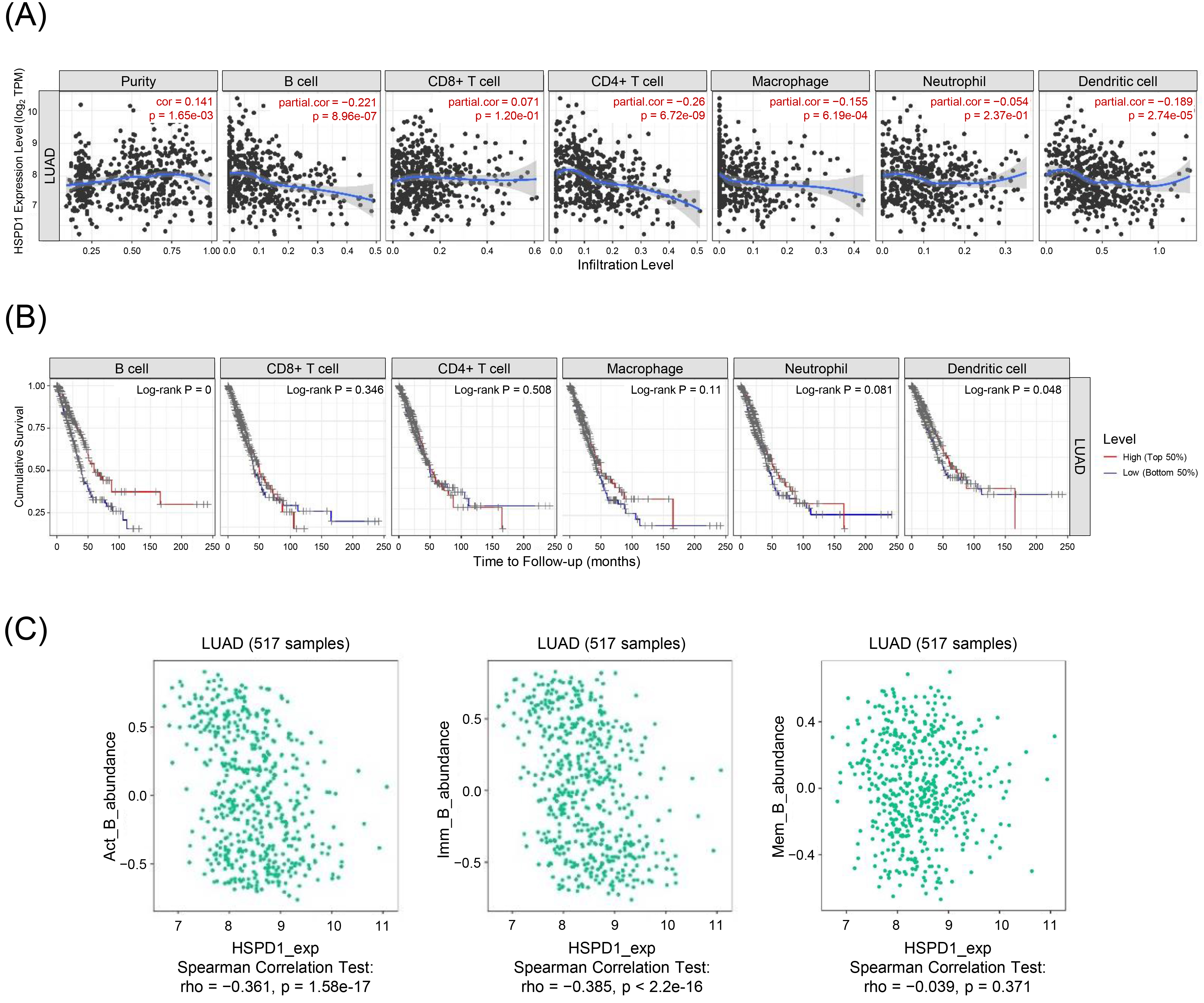 Relationship between HSPD1 expression and immune cell infiltration in LUAD. (A) Correlation of HSPD1 expression with immune cell infiltration in LUAD patients evaluated by TIMER. (B) KM survival curves of each type of immune cells in LUAD patients obtained from TIMER. (C) Correlation of HSPD1 expression with activated B (Act B) cells, immature B (Imm B) cells, and memory B (Mem B) cells in LUAD from TISIDB.