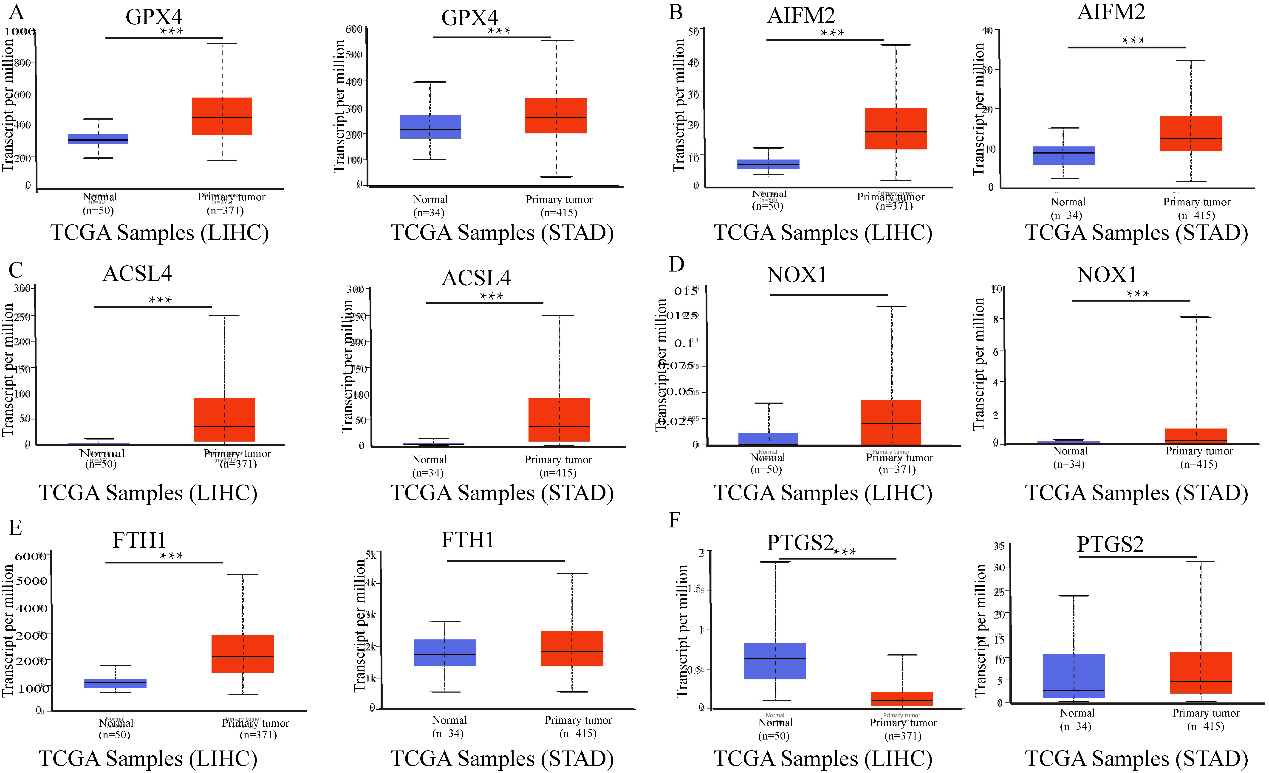 The mRNA expression of ferroptosis-related genes in LIHC or STAD tissues and adjacent normal tissues (UALCAN). A–C. The mRNA expression levels of GPX4, AIFM2, and ACSL4 were overexpressed in LIHC and STAD tissues compared to normal samples. D–F. The expression of NOX1, FTH1 and PTGS2 in tumour and normal tissues in LIHC or STAD. ***p < 0.001, **p < 0.01.