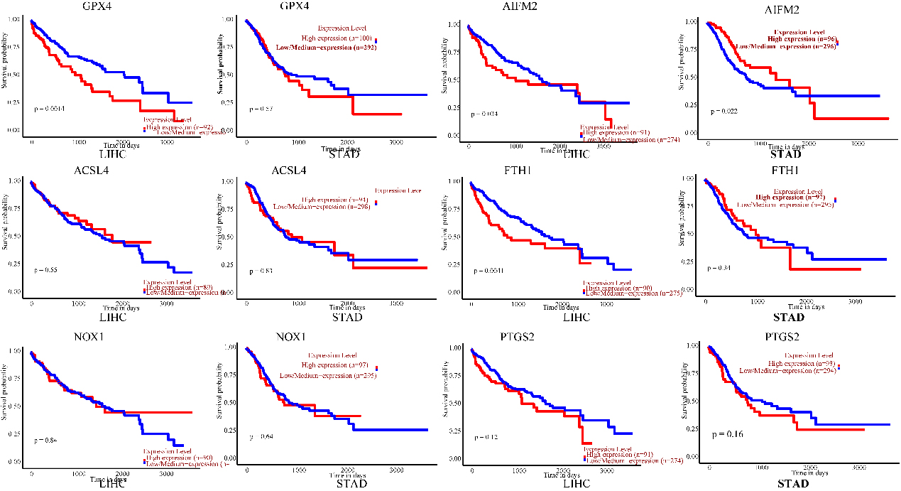 Prognostic value of the mRNA expression of ferroptosis-related genes in LIHC and STAD patients (UALCAN). The survival curves comparing patients with high (red) and low (blue) risk. Ferroptosis-related gene expression in LIHC and STAD was plotted using UALCAN at the threshold of p value < 0.05.