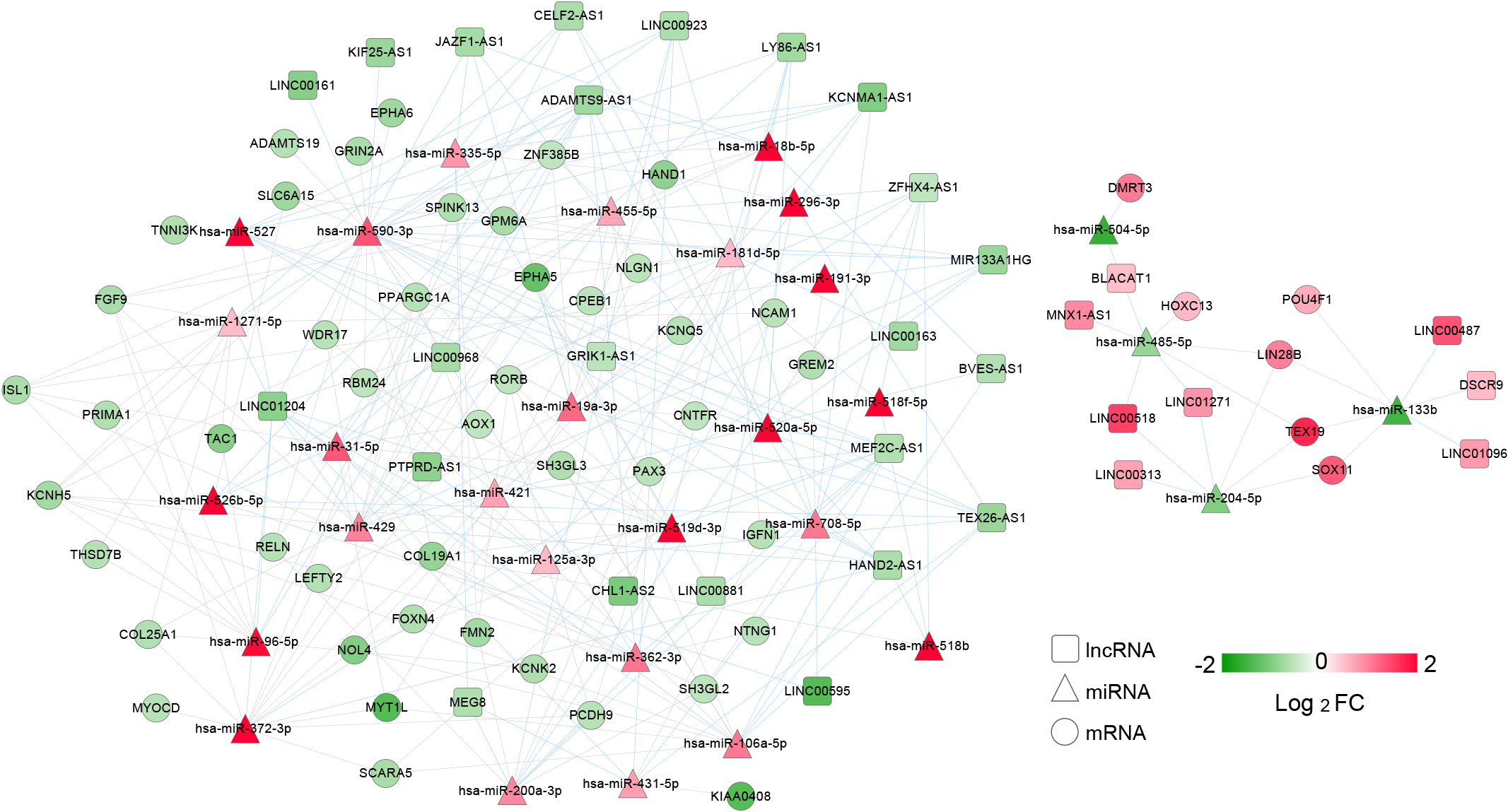ceRNA regulatory network. Differentially expressed lncRNAs (DElncRNAs) were showed by the represented squares; the triangles showed differentially expressed microRNAs (DEmiRNAs) while differentially expressed mRNA (mRNA) were shown by the circles; the color key represented the log2FC. The red connecting lines represented the DElncRNA-DEmiRNA, while the gray connecting lines represented the DEmiRNA-DEmRNA regulatory connection.