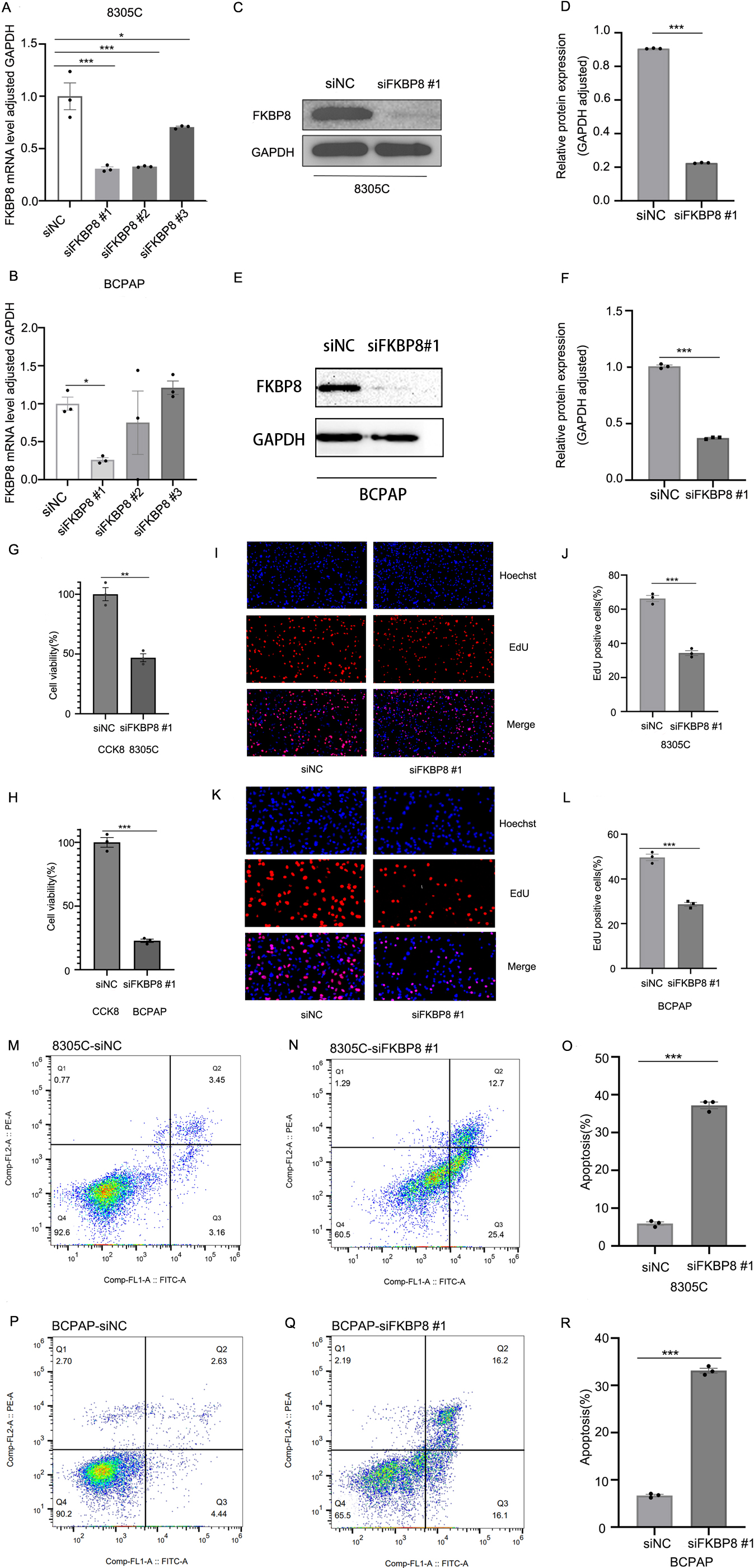 Knockdown of FKBP8 expression suppresses the cell proliferation and induces apoptosis in TC cells. The expression of FKBP8 mRNA and protein was detected in both 8305C and BCPAP cells transfected with FKBP8 siRNAs (siFKBP8) or negative control siRNA (siNC) using RT-qPCR (A, B) and western blot analysis (C-F), respectively. Data are represented as mean ± SD from three independent experiments (*P < 0.05 and ***P < 0.001). (G, H) The cell proliferation was determined in 8305C and BCPAP cells transfected with siFKBP8 or siNC using CCK-8 assays. Data are represented as mean ± SD from three independent experiments (**P < 0.01 and ***P < 0.001). (H-L) The EdU assays were used to calculate the cell proliferation in 8305C and BCPAP cells transfected with siFKBP8 or siNC. Data are represented as mean ± SD from three independent experiments (***P < 0.001). (M-R) The flow-cytometry-based apoptosis assay was performed in 8305C and BCPAP cells transfected with siFKBP8 or siNC. Data are represented as mean ± SD from three independent experiments (***P < 0.001).