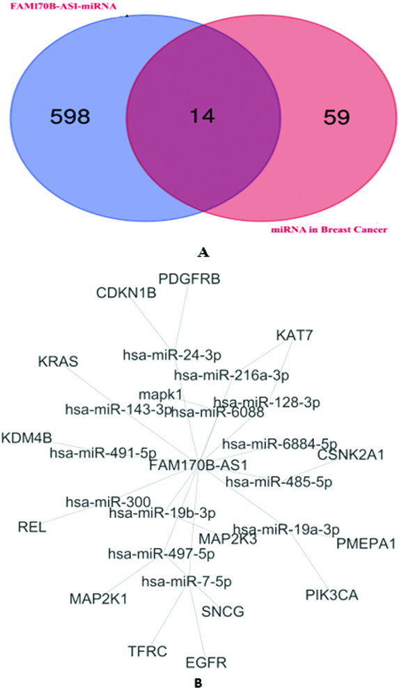 A: Venn diagram identifies the overlapped miRNAs targeted by FAM170B-AS1 and associated with breast cancer identified. B: FAM170B-AS1-overlapped miRNA-mRNA network in breast cancer and constructed by Cytoscape.