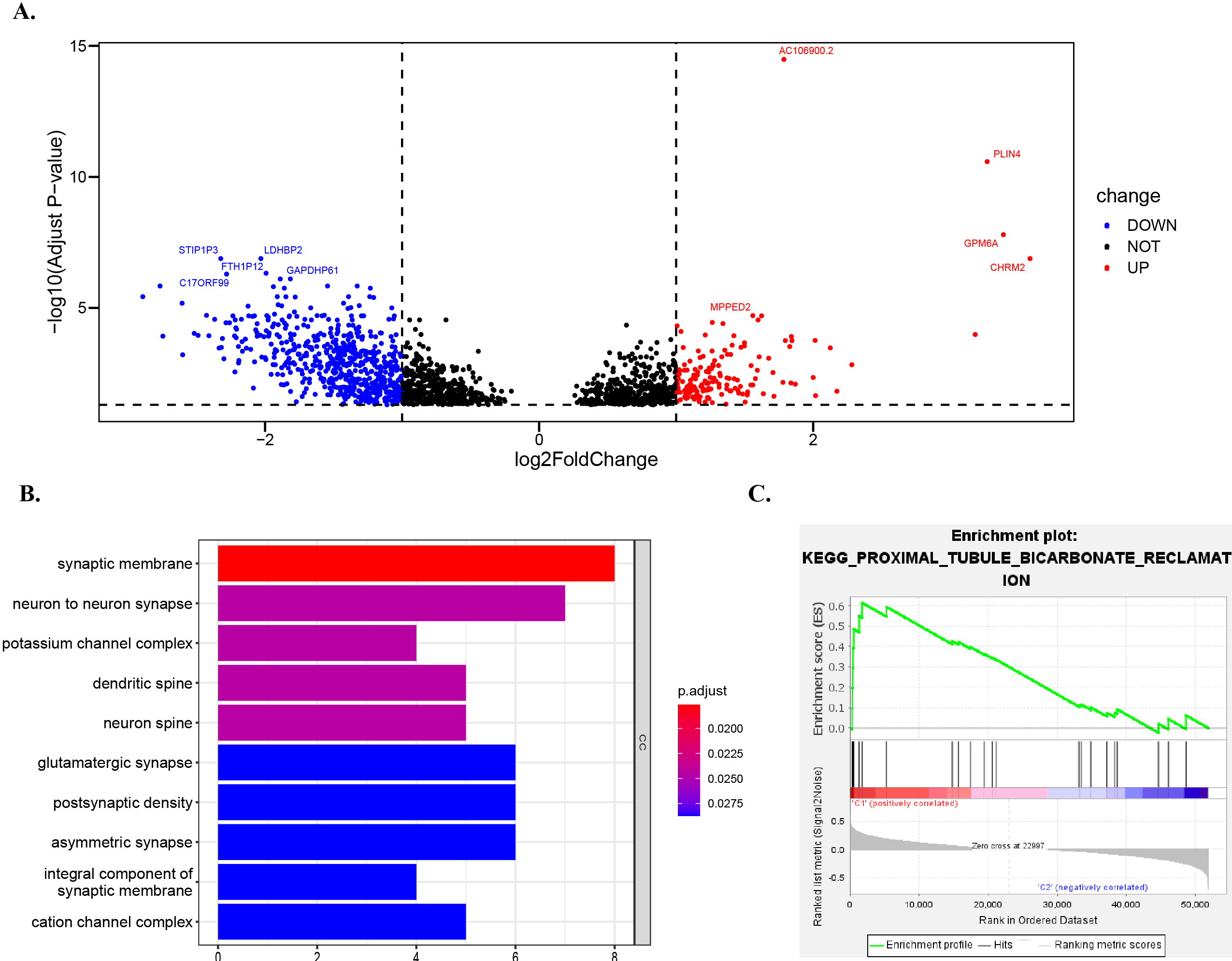 Go and GSEA enrichment analysis of DEG between high-risk and low-risk groups. Volcano plot shows the differentially expressed mRNAs (DE-mRNAs) between high-risk and low-risk groups. Gene ontology enrichment analysis of differentially expressed genes in high-risk and low-risk groups. (C) The GSEA gene accumulation results showed that the high subpopulations were enriched in the Proximal_tubule_bicarbonate_reclamation pathway. This study shows that the |NES|> 1, p-value < 0.05, FDR < 0.25, indicating significant enrichment in this pathway.
