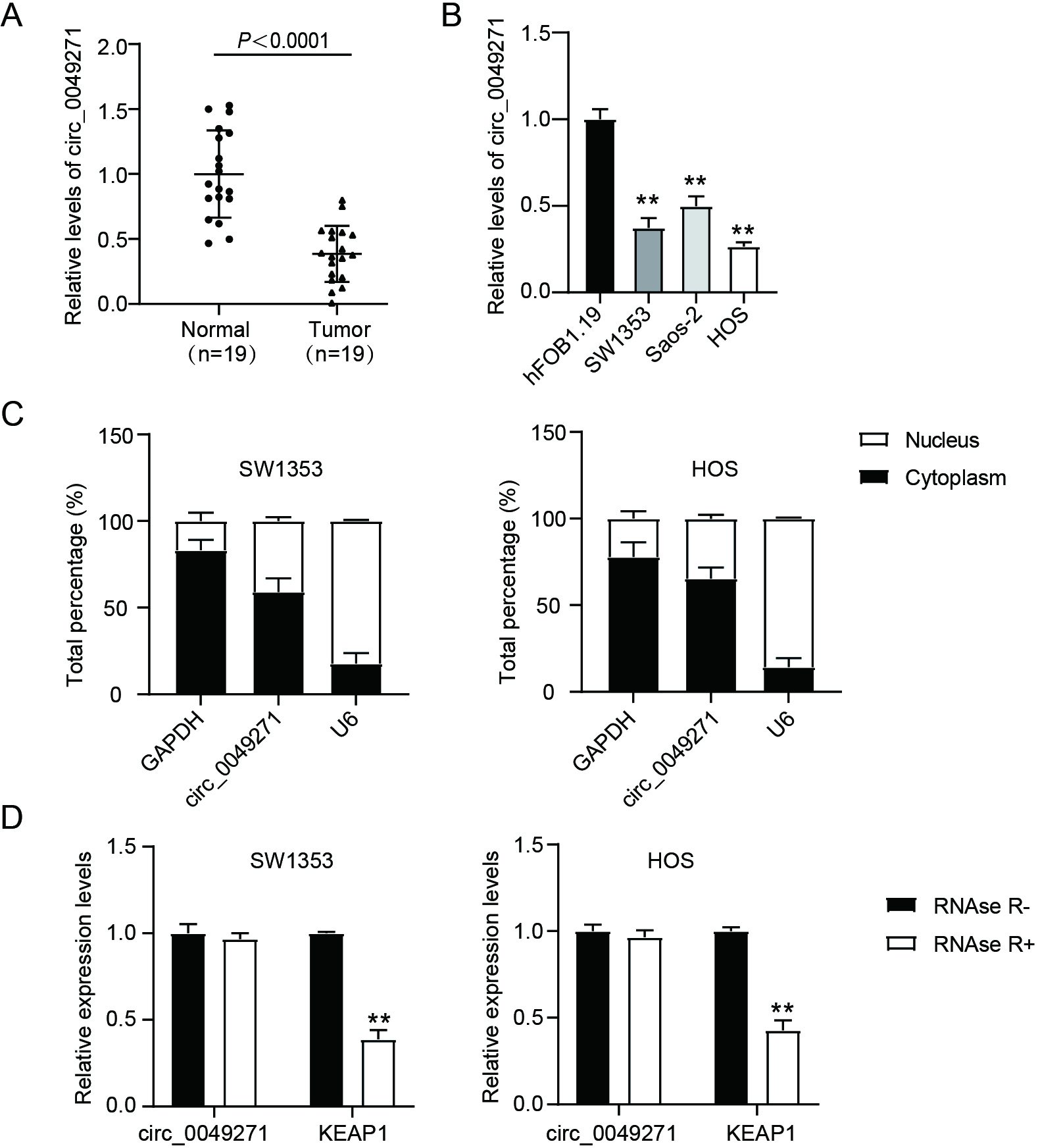 Circ_0049271 is under-expressed in OS. (A) Circ_0049271 levels in OS normal and tumoral tissues were estimated through qRT-PCR. P< 0.0001 vs. normal. (B) Circ_0049271 levels in hFOB1.19 cells and OS cell lines were quantified through qRT-PCR. ∗∗ P < 0.01 vs. hFOB1.19 cells. (C) Relative circ_0049271 expressions within the nuclei and cytoplasm of SW1353 and HOS cells as quantified through subcellular localization analysis. (D) The levels of circ_0049271 and the corresponding linear KEAP1 in total cellular RNA incubated with RNase R. ∗∗ P < 0.01 vs. control.