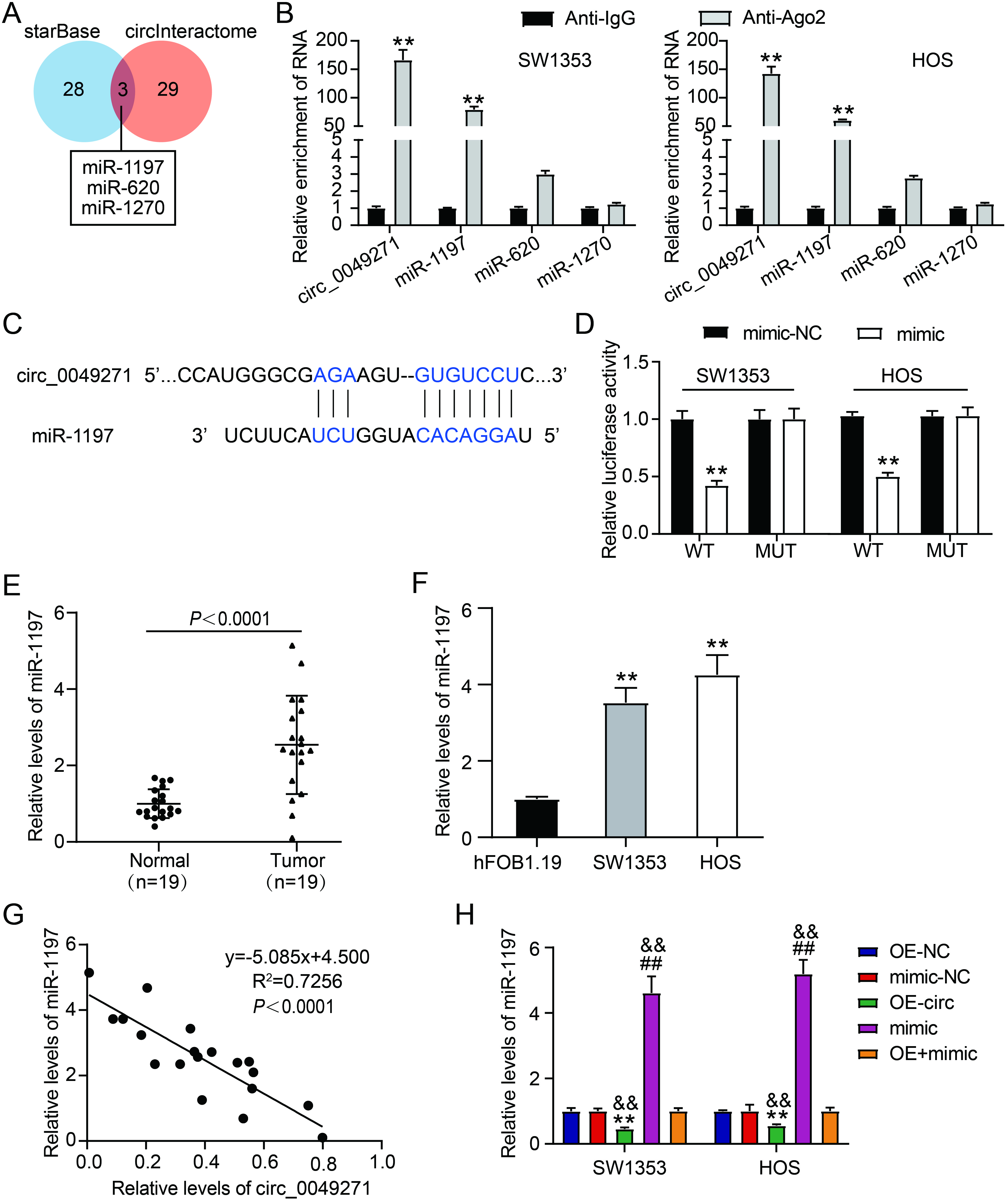 Circ_0049271 binds to miR-1197. (A) starBase and circInteractome predicted the miRNAs binding to circ_0049271. (B) RIP experiment was accomplished to verify the interaction of miR-1197/miR-620/miR-1270 with circ_0049271. ∗∗P < 0.01 vs Anti-IgG. (C) The binding sites between miR-1197 and circ_0049271. (D) The luciferase activities in HOS and SW1353 transfected with a combination of a pGL3-circ_0049271 WT/MUT and either a miR-1197 mimic/NC were gauged through the dual luciferase experiment. ∗∗P < 0.01 vs. circ_0049271 WT + mimic-NC. (E) The miR-1197 levels in OS normal and tumoral tissues were analyzed via quantitative RT-PCR. P< 0.0001 vs. normal. (F) MiR-1197 levels in hFOB1.19 cells and OS cell lines were estimated through quantitative RT-PCR. ∗∗P < 0.01 vs hFOB1.19 cells. (G) The correlation of miR-1197 expression with that of circ_0049271 in OS tissues was ascertained through the Pearson correlation coefficient. (H) MiR-1197 expression in SW1353 and HOS cells, after their OE-circ, OE-NC, mimic, mimic-NC, or OE-circ + mimic transfection, were quantified via qRT-PCR. ∗∗P < 0.01 vs. OE-NC. # # P < 0.01 vs. mimic-NC. & & P < 0.01 vs. OE-circ + mimic.