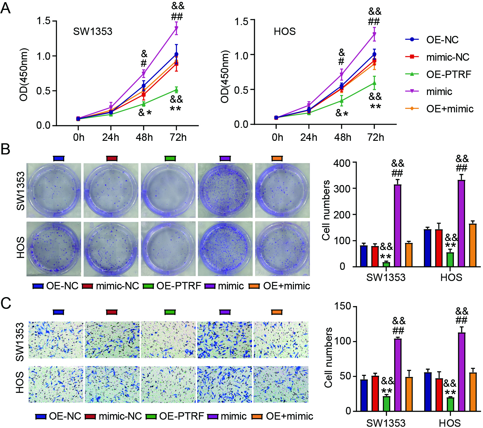 MiR-1197/PTRF axis is associated with the abilities of OS cells to invade and proliferate. The viability (A) and colony numbers (B) of SW1353 and HOS cells carrying OE-PTRF, OE-NC, mimic, mimic-NC, or OE-PTRF + mimic were evaluated through the CCK-8 and colony formation experiments. (C) SW1353 and HOS cell invasion was assessed by means of the transwell experiment.  #  P < 0.05, # #  P < 0.01 vs. mimic-NC. ∗ P < 0.05, ∗∗ P < 0.01 vs. OE-NC. &  P < 0.05, & & P < 0.01 vs. OE-PTRF + mimic.