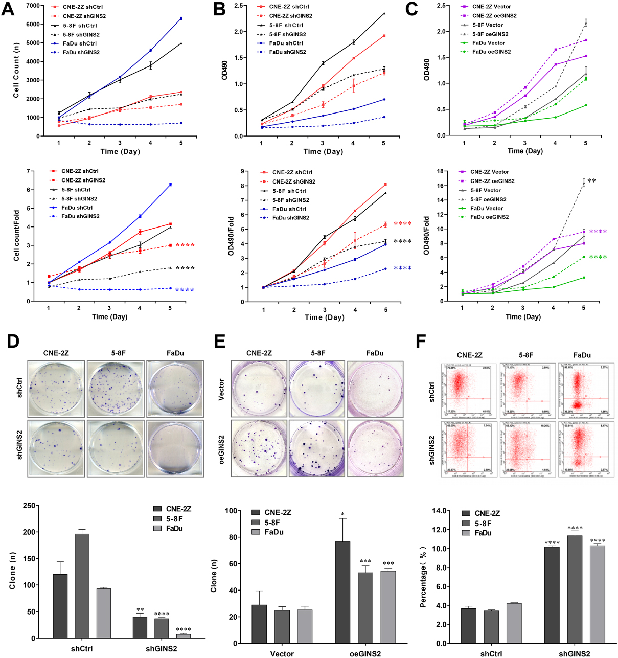 Effects of GINS2 knockdown or overexpression on HNSCC cell proliferation and apoptosis. (A) Celigo cell counting assay results of GINS2 knockdown on cell growth. (B) MTT assay results of GINS2 knockdown on cell proliferation. (C) MTT assay results of GINS2 overexpression on cell proliferation. (D) Colony formation assay results of GINS2 knockdown on HNSCC cells. (E) Colony formation assay results of GINS2 overexpression on HNSCC cells. (F) Apoptosis assay results of GINS2 knockdown on HNSCC cells. *P < 0.05, **P < 0.01, ***P < 0.001, ****P < 0.0001.