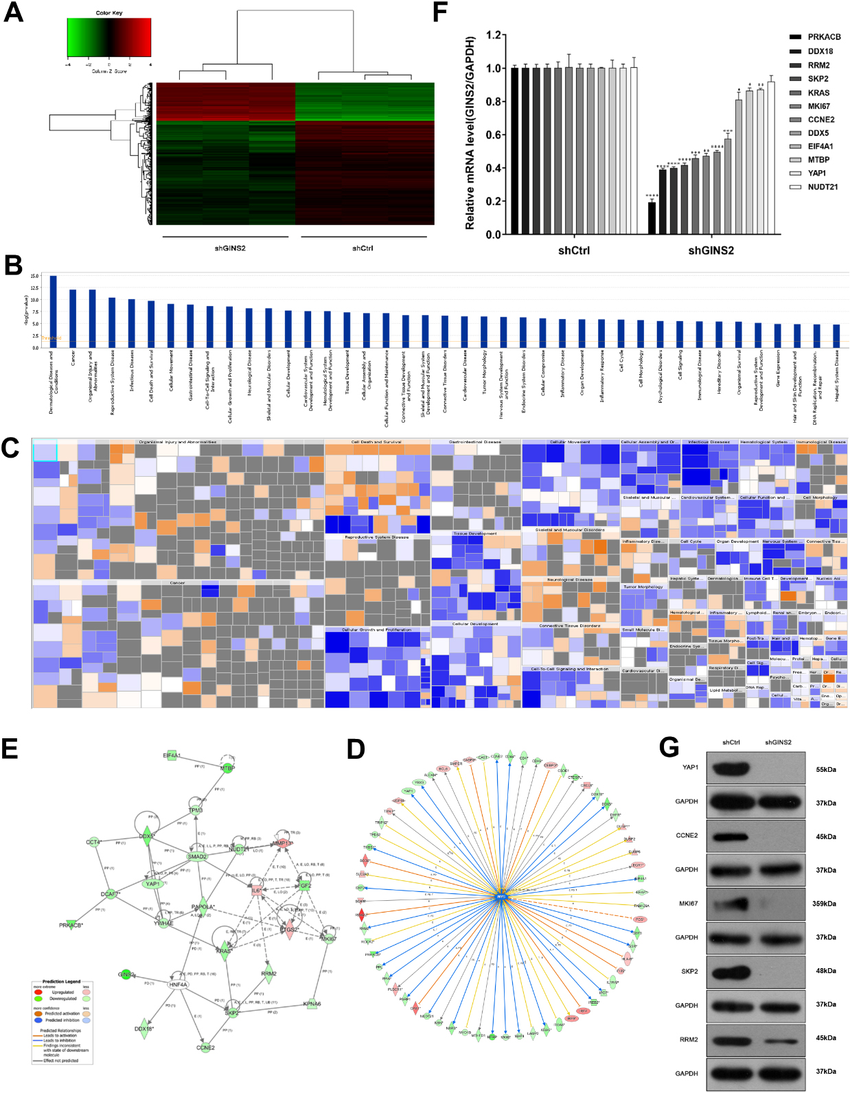 Knockdown of GINS2 inhibited the MYC signaling pathway and downregulated RRM2. (A) Heatmap showed the differentially expressed genes between shCtrl and shGINS2 groups. Up-regulated genes are red, and down-regulated genes are green. (B, C) Histogram and Heatmap showed the functional classification of GINS2 regulatory genes. (D, E) The network of molecules on MYC and its pathway. (F) The mRNA expressions of 12 genes (PPKACB, DDX18, RRM2, SKP2, KRAS, MKI67, CCNE2, DDX5, EIF4A1, MTBP, YAP1, and NUDT21) determined by qRT-PCR. (G) The protein expressions of RRM2, SKP2, MKI67, CCNE2, and YAP1 were determined by WB. *P < 0.05, **P < 0.01, ***P < 0.001, ****P < 0.0001. IPA, Ingenuity Pathway Analysis.