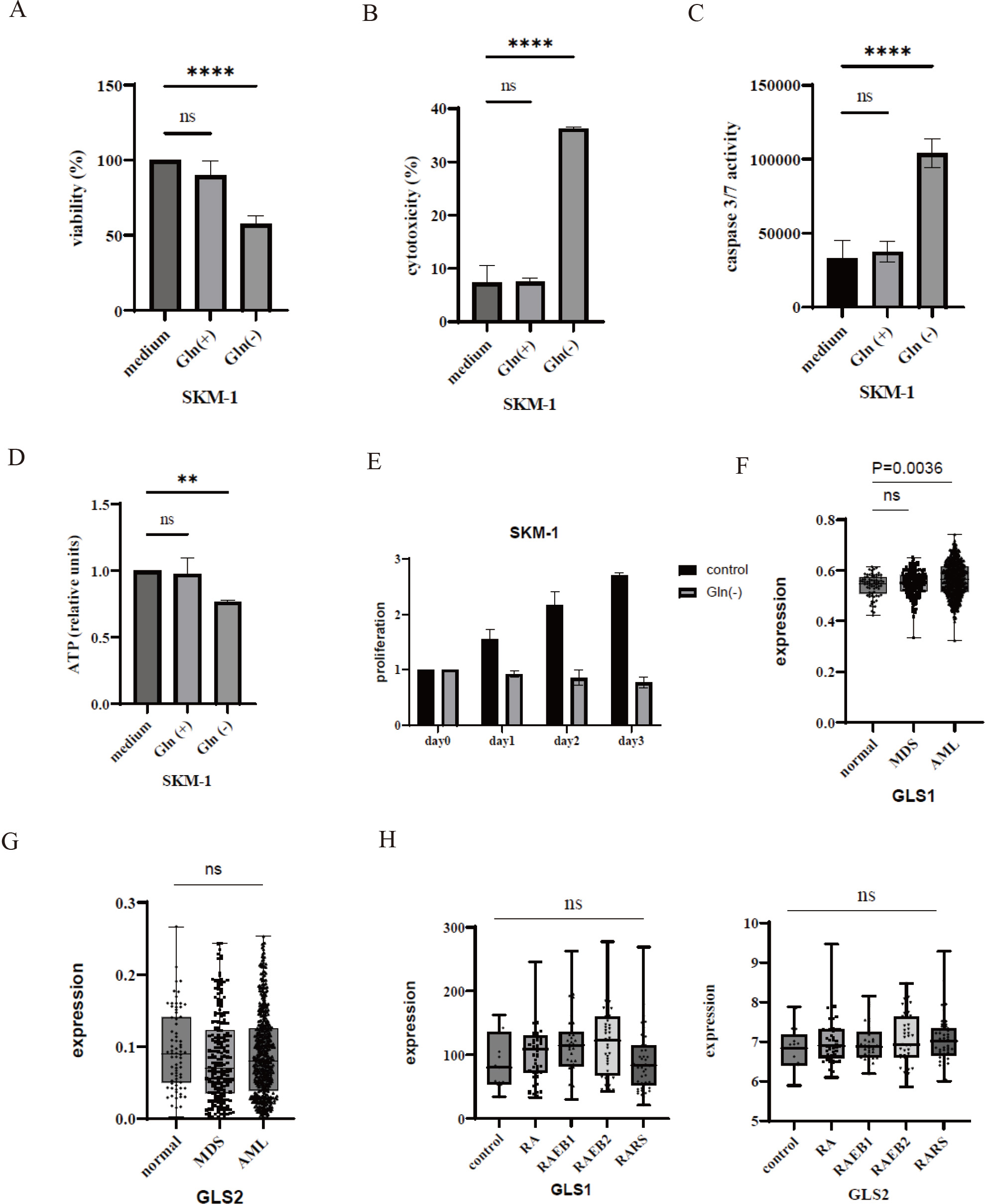 Glutaminolysis of SKM-1 and gene expression of GLS1 and GLS2 in MDS and AML cells. SKM-1 cells were incubated in RPMI 1640 medium with or without glutamine for 48 h or 72 h. Cell viability (A), cytotoxicity (B), caspase 3/7 activity (C), and intracellular ATP levels (D) were evaluated. ** p< 0.01, **** p< 0.0001 were compared to control. ns, not significant. (E) The cells were cultured in a glutamine-depleted RPMI1640 medium. The cell viability was evaluated. (F, G, H) Expression of GLS1 and GLS2. Validation of GLS1 and GLS2 was performed using GEO data (GSE13159 and GSE19429); ns, not significant.