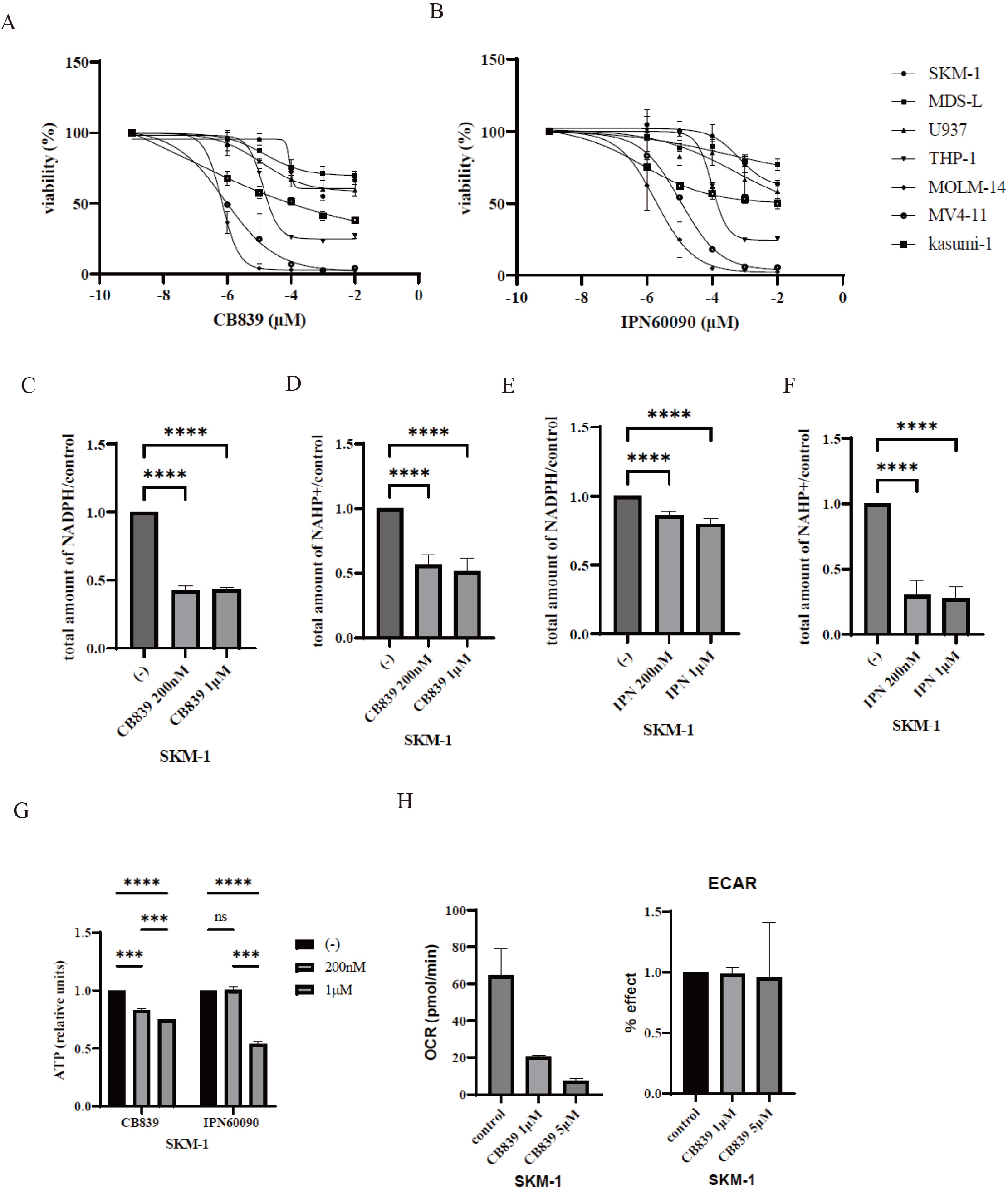 Activity of GLS1 inhibitors in MDS and AML cells. (A, B) MDS and AML cell lines were cultured with the indicated concentrations of CB839 or IPN60090 for 72 h under hypoxia. Cell growth was evaluated using the CellTiter-Glo™Luminescent Cell Viability Assay Kit or Cell Counting Kit-8. (C, D, E, F) MDS and AML cell lines were cultured with the indicated concentrations of CB838 or IPN60090 for 24 h. The total amount of NADPH or NADP+ was analyzed by using NADP/NADPH Assay Kit-WST. (G) SKM-1 cells were incubated with the indicated concentration of CB839 or IPN60090 for 72 h. Intracellular ATP levels were determined using the “Cell” ATP Assay Reagent Ver. 2 Kit. *** p< 0.001, **** p< 0.0001 were compared to control. ns, not significant. (H) SKM-1 cells were incubated with the indicated concentration of CB839 for 24 h. The extracellular OCR and the extracellular acidification were analyzed.