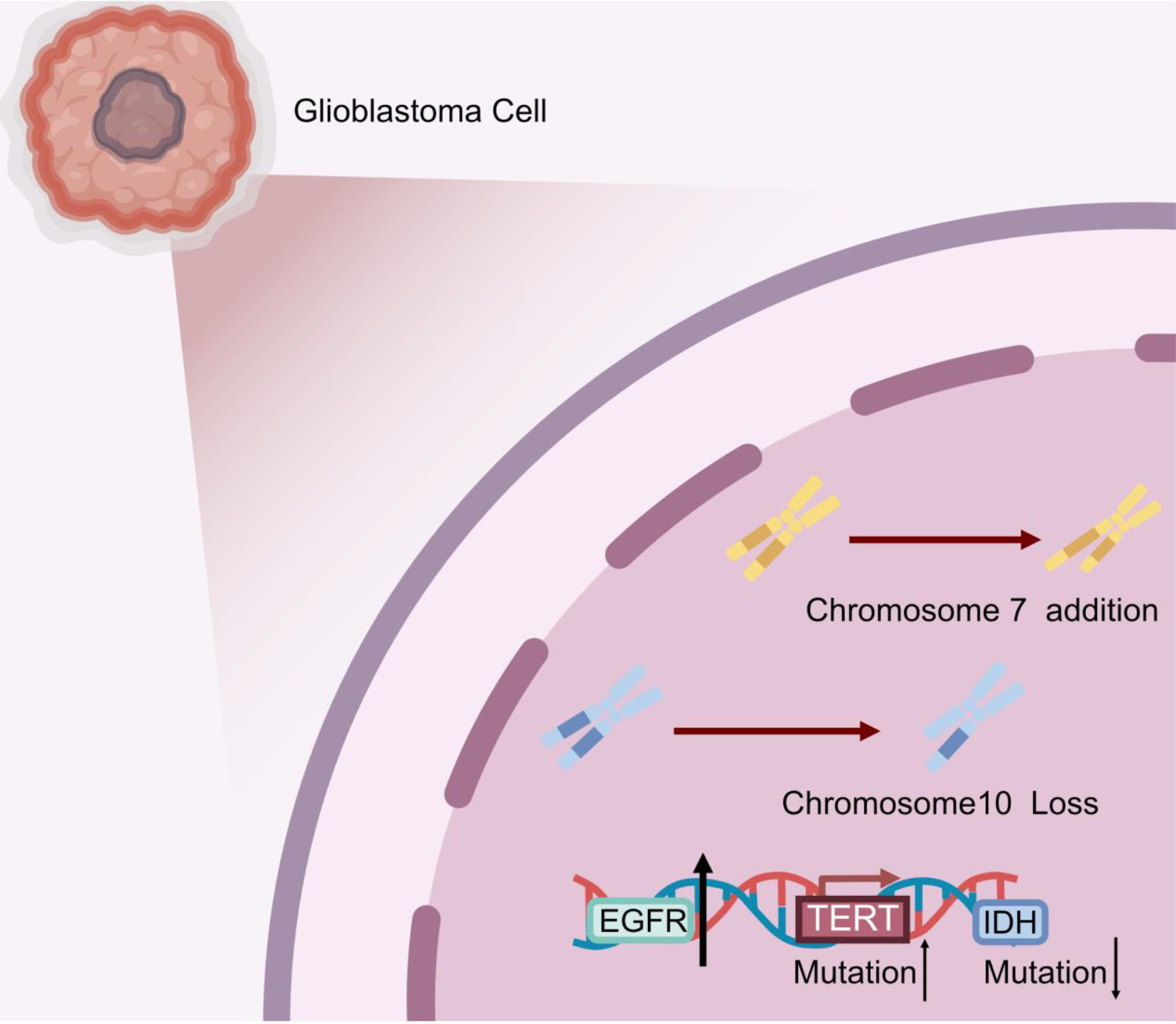 All tumors lacking IDH mutations with concomitant gain of chromosome 7 and loss of chromosome 10, EGFR amplification, or TERT promoter mutations are referred to as glioblastomas.