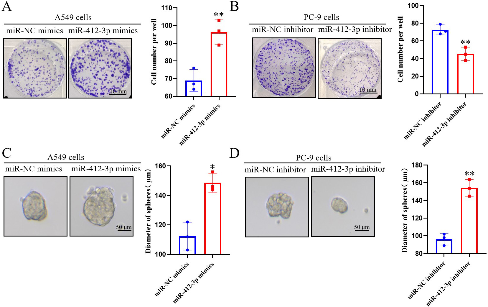 The effect of miR-412-3p on clone formation and tumor stemness ability of lung cancer cells. (A, B) Plate clone formation assay to detect the effect of transfection of miR-412-3p mimics and miR-412-3p inhibitor on cell clone formation ability; (C, D) Stem cell sphere-forming assay was used to detect the effects of transfection of miR-412-3p mimics and miR-412-3p inhibitor on cell stemness ability. *P< 0.05 and ** P< 0.01, compared to the control group. All the results are representative of three independent experiments.