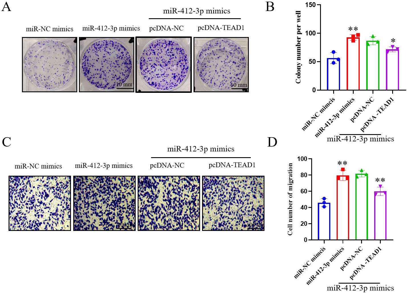 The effect of miR-412-3p on the proliferation and migration ability of lung cancer cells by regulating TEAD1. In the experiment, miR-412-3p mimics group and miR-NC mimics were established; Based on the miR-412-3p mimics group, a transfer with pcDNA-NC and pcDNA-TEAD1 were established. (A) The clone formation experiment detected that miR-412-3p affects the proliferation ability of lung cancer cells by regulating TEAD1; (B) Statistical analysis of clone formation experimental bar charts; (C) Transwell migration assay detected that miR-412-3p affects the migration ability of lung cancer cells by regulating TEAD1; (D) Statistical analysis of Transwell test cell migration bar chart. *P< 0.05, **P< 0.01, compared to the control group. All the results are representative of three independent experiments.