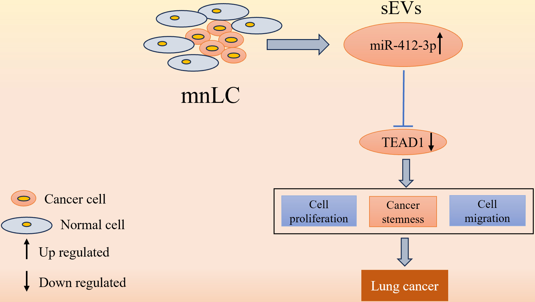 Schematic diagram of sEVs miR-412-3p promoting early lung cancer development through targeted regulation of TEAD1 signaling axis in micro-nodular lung cancer.