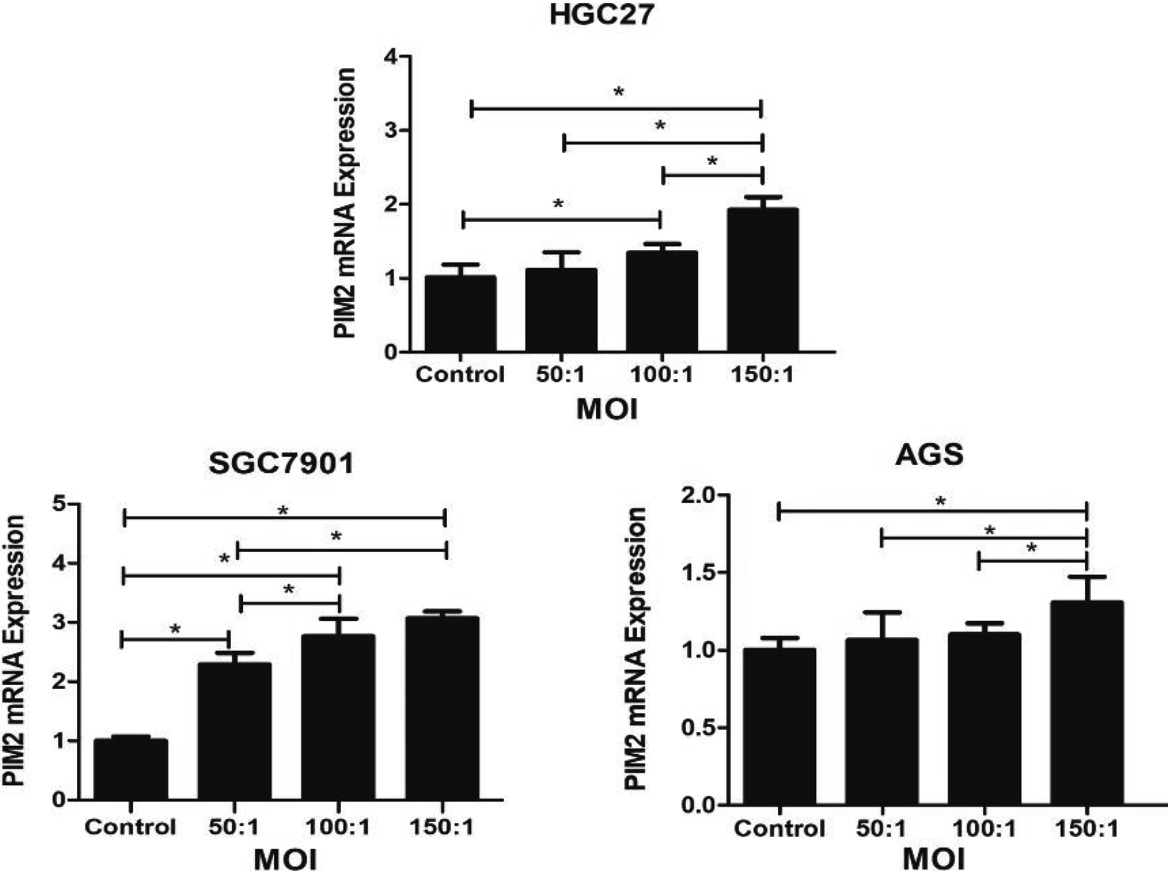 Expression of PIM2 mRNA in GC cells infected with H. pylori at a range of MOIs. (*P< 0.05).