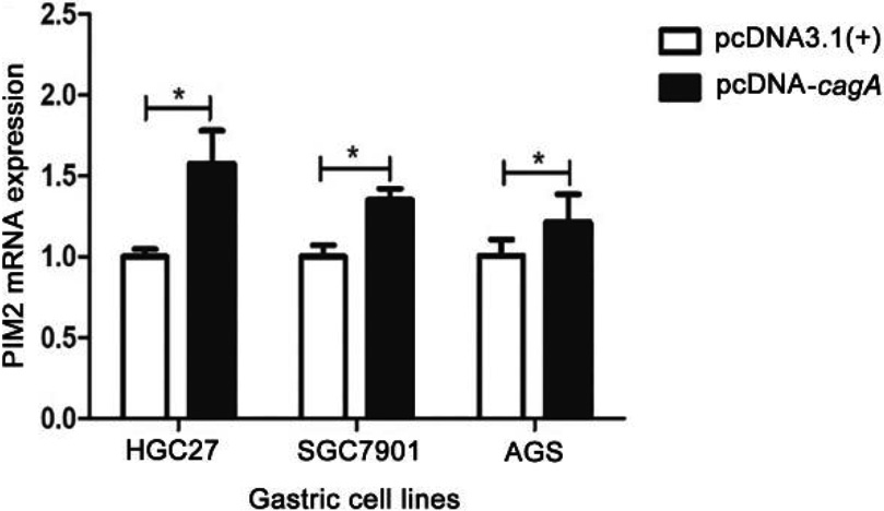 PIM2 mRNA expression in the GC cells transfected with pcDNA-cagA plasmid. (*P< 0.05).