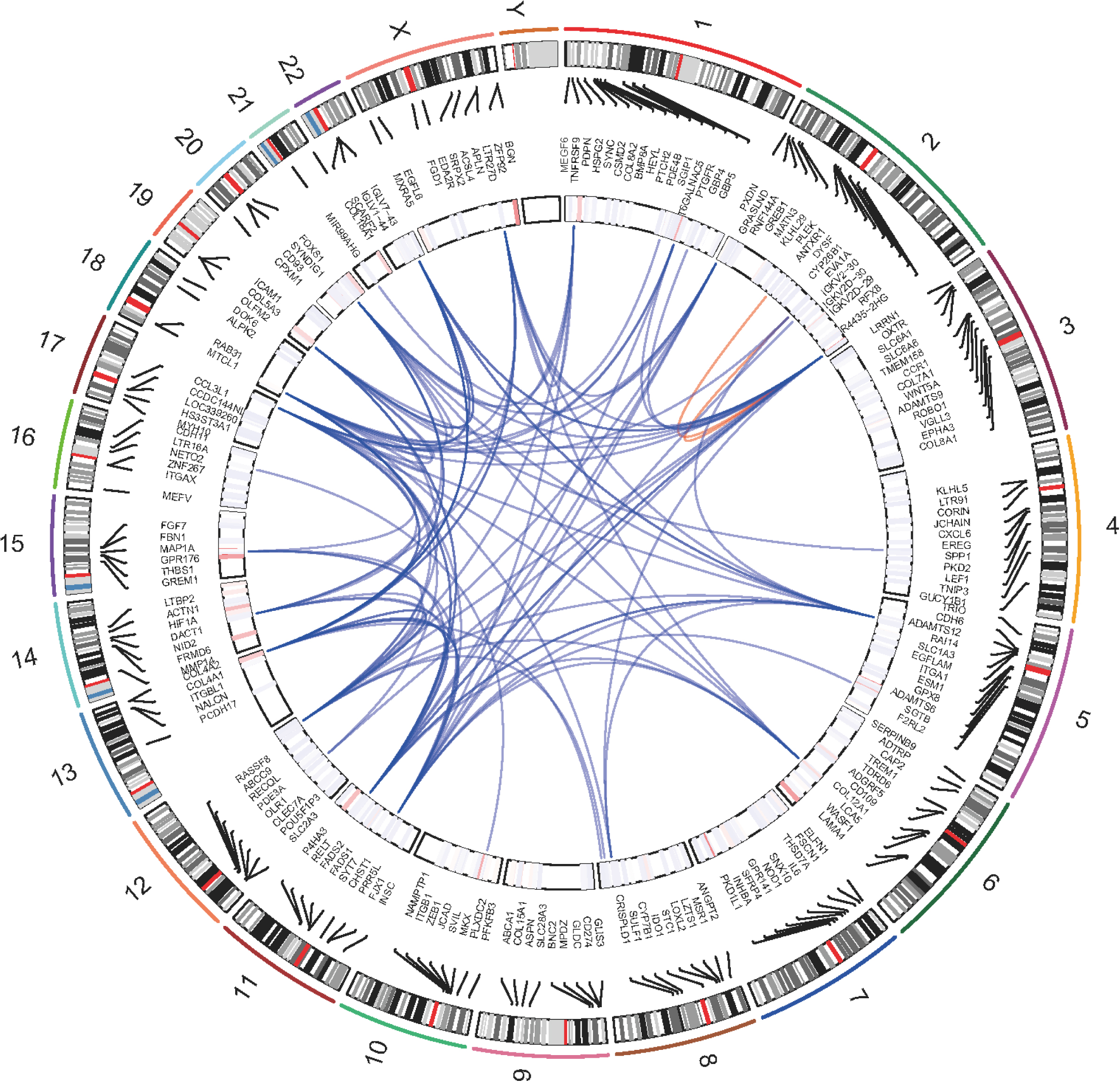 Genomic positions and the correlation network of protein-coding genes associated with HERVs-elevation, From the outermost ring, the first ring represents chromosomes, the second ring represents the coordinates of genes, the third ring represents the expression status, and the central position connecting lines represent the weight relationships among genes based on WGCNA results. Red lines represent correlations within the same chromosome, blue represents interrelationships between chromosomes.