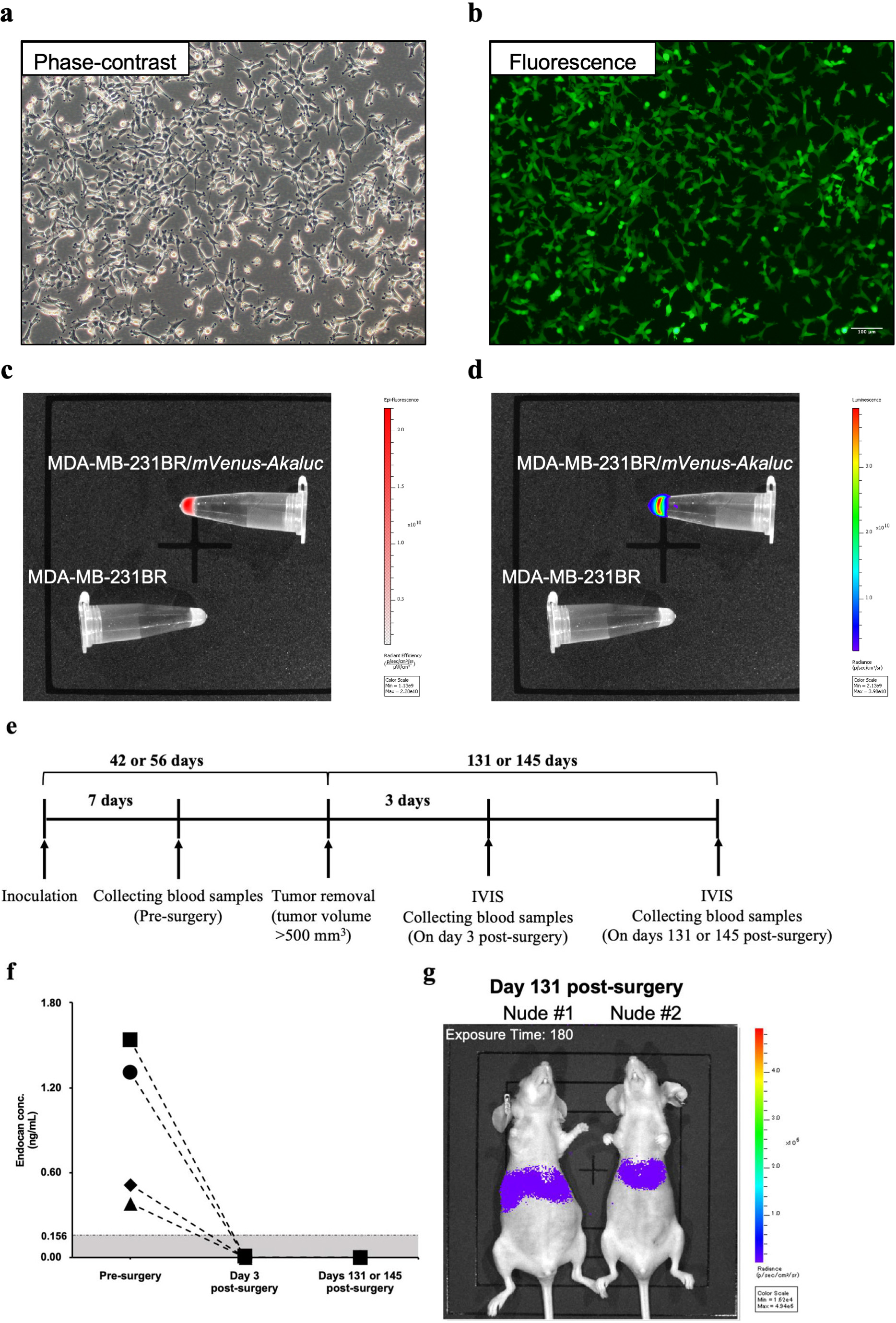 Effect of removing primary breast tumors on blood endocan levels of nude mice. a & b, Fluorescence micrographs of MDA-MB-231BR/mVenus-Akaluc (a, phase-contrast; b, fluorescence). c & d, Optical imaging (c, fluorescence; d, luminescence) of cell pellets of MDA-MB- 231BR/mVenus-Akaluc (top) and non-transfected original cells (bottom). e, Schedule of in vivo experiments using nude mice (N= 4). f, Changes in blood endocan levels of nude mice. The shaded area indicates endocan concentration below the detection limit (0.156 ng/mL). Each point represents the endocan concentration in an individual mouse. g, Representative bioluminescence images of nude mice on day 131 after the surgery. Exposure time = 180 s.